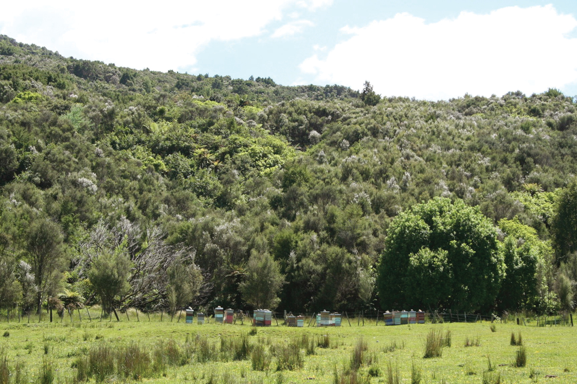 PE_AUT26_Ruatoria_Hives