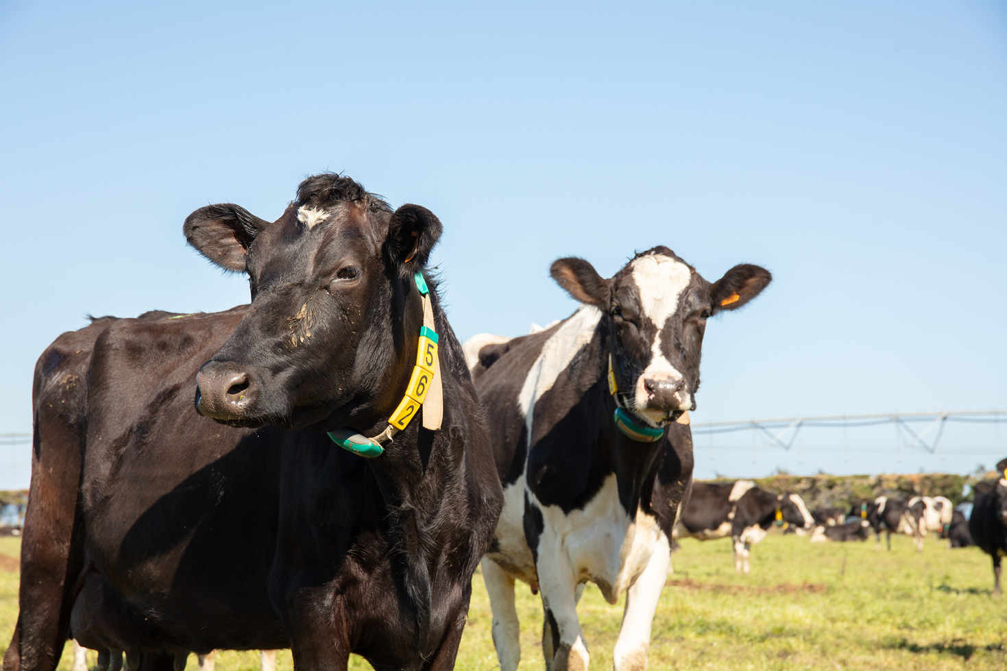 PE_AUT26_Report_Dairy