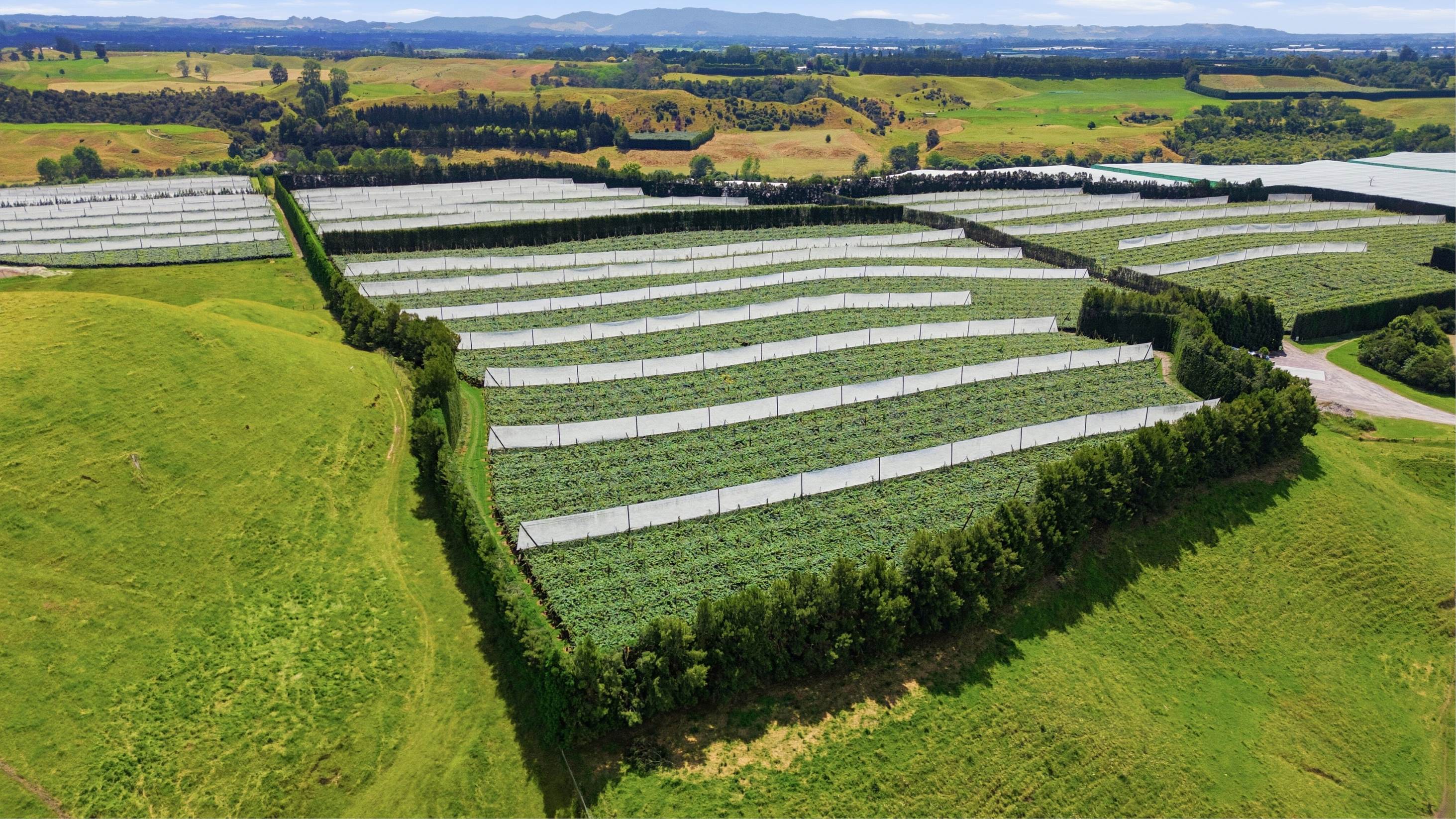 PE_AUT26_Report_Kiwifruit