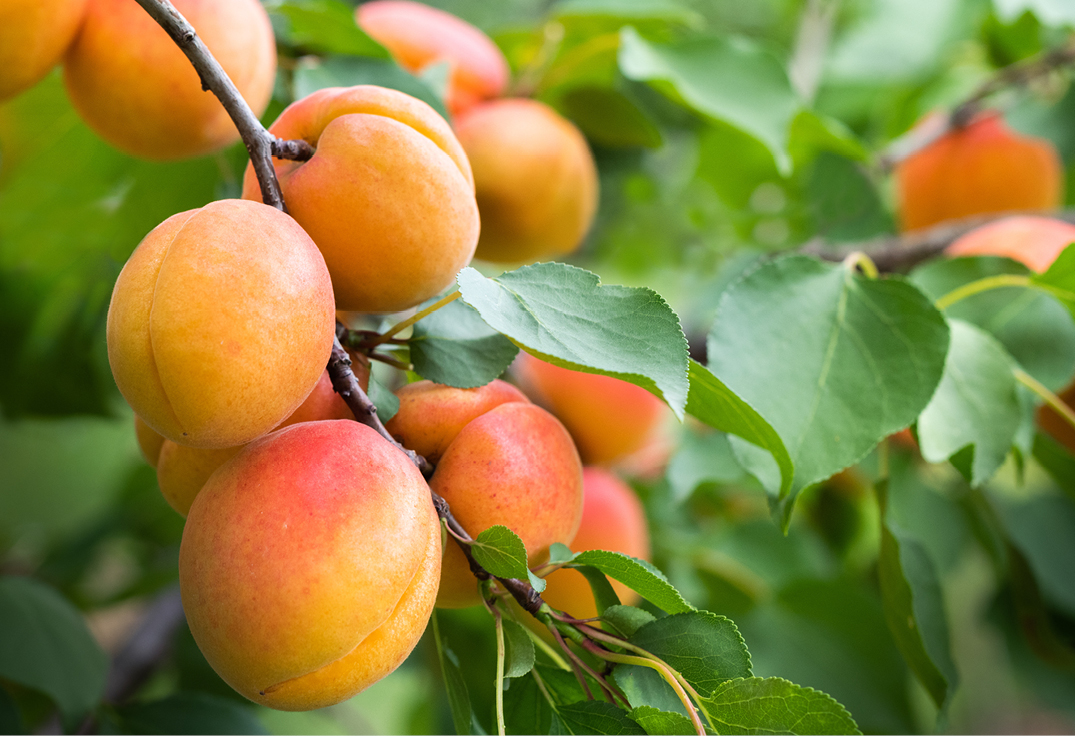 PE_AUT26_Report_Stonefruit