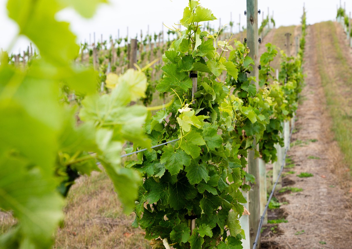 PE_AUT26_Report_Viticulture