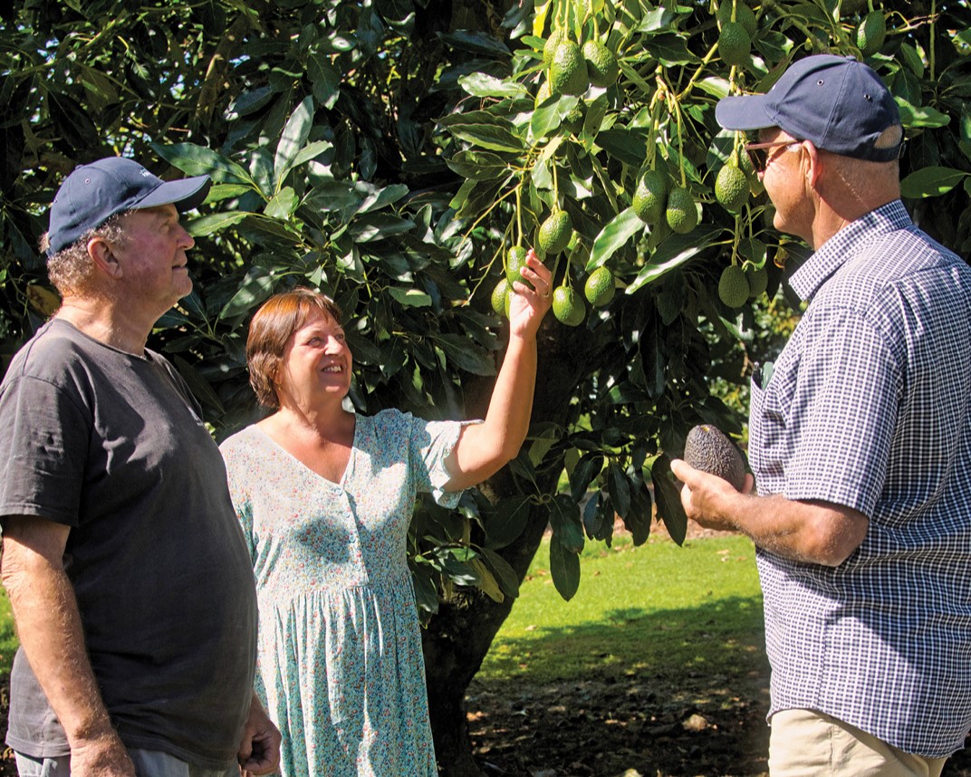 LRC_AUT26_Avocado Orchard_Andrew & Vendors