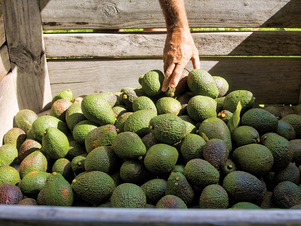 LRC_AUT26_Avocado Orchard_Avocados