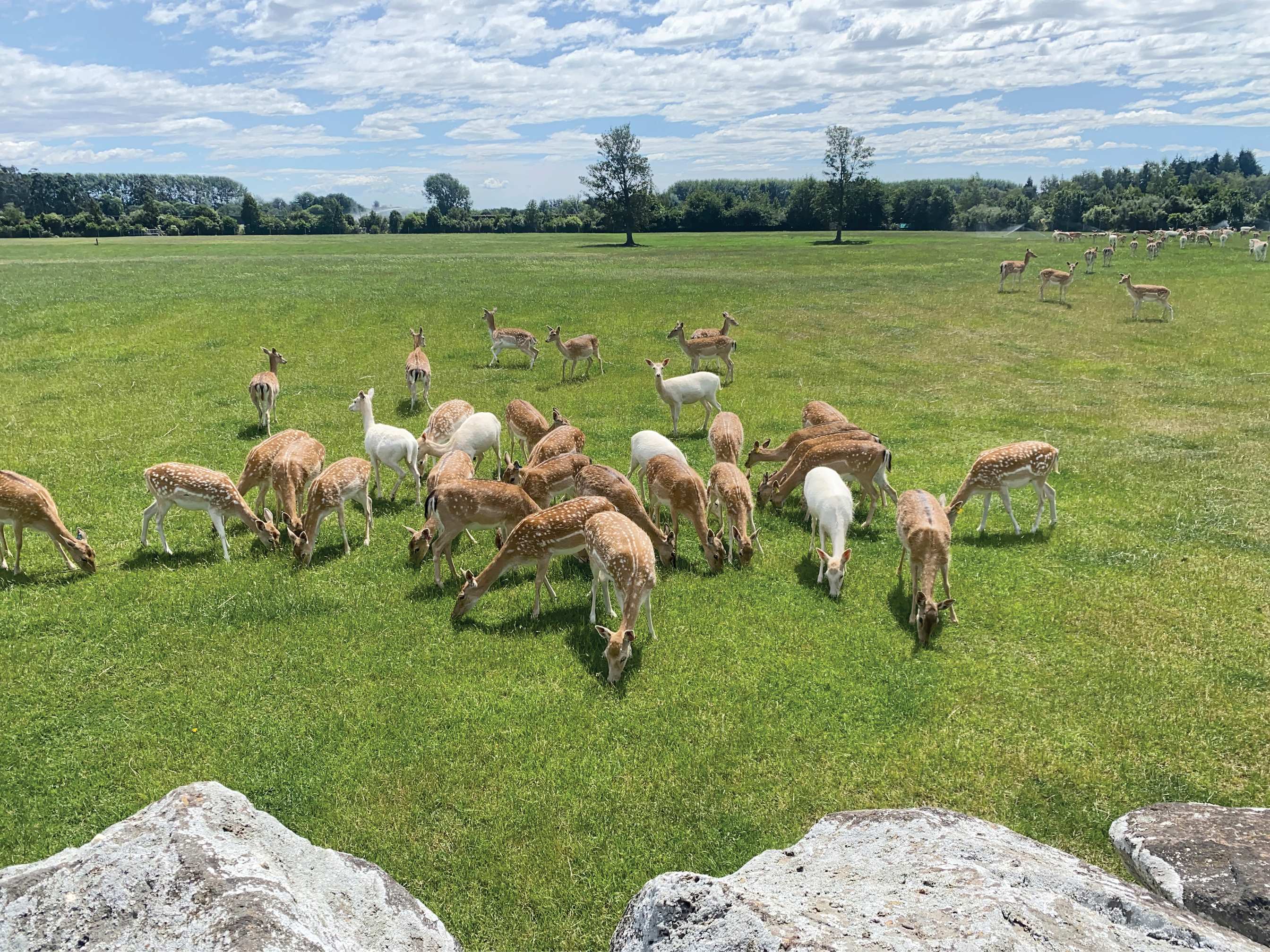 LRC_AUT26_Framed Nature_Deer