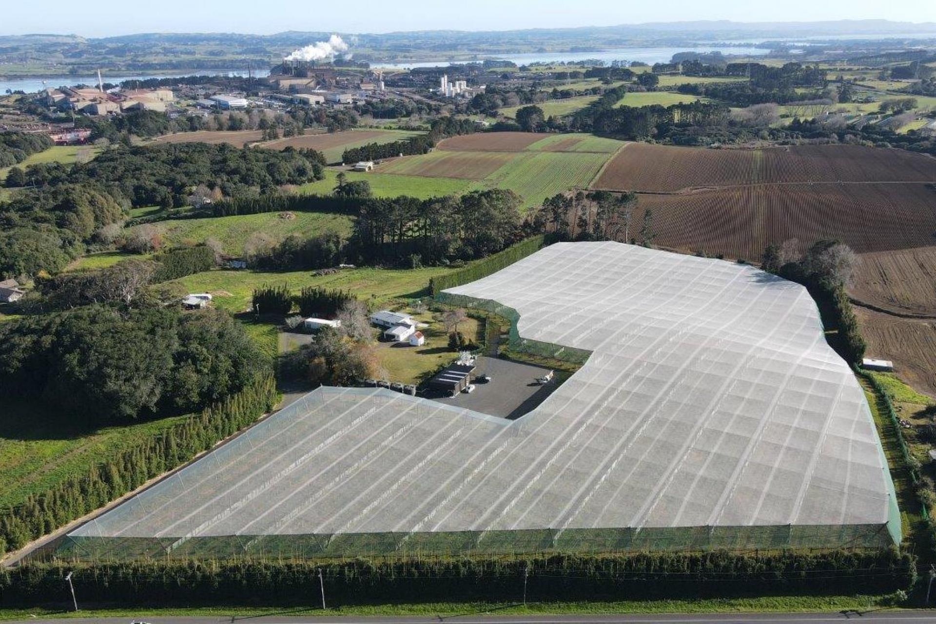 July Interview_kiwifruit orchard