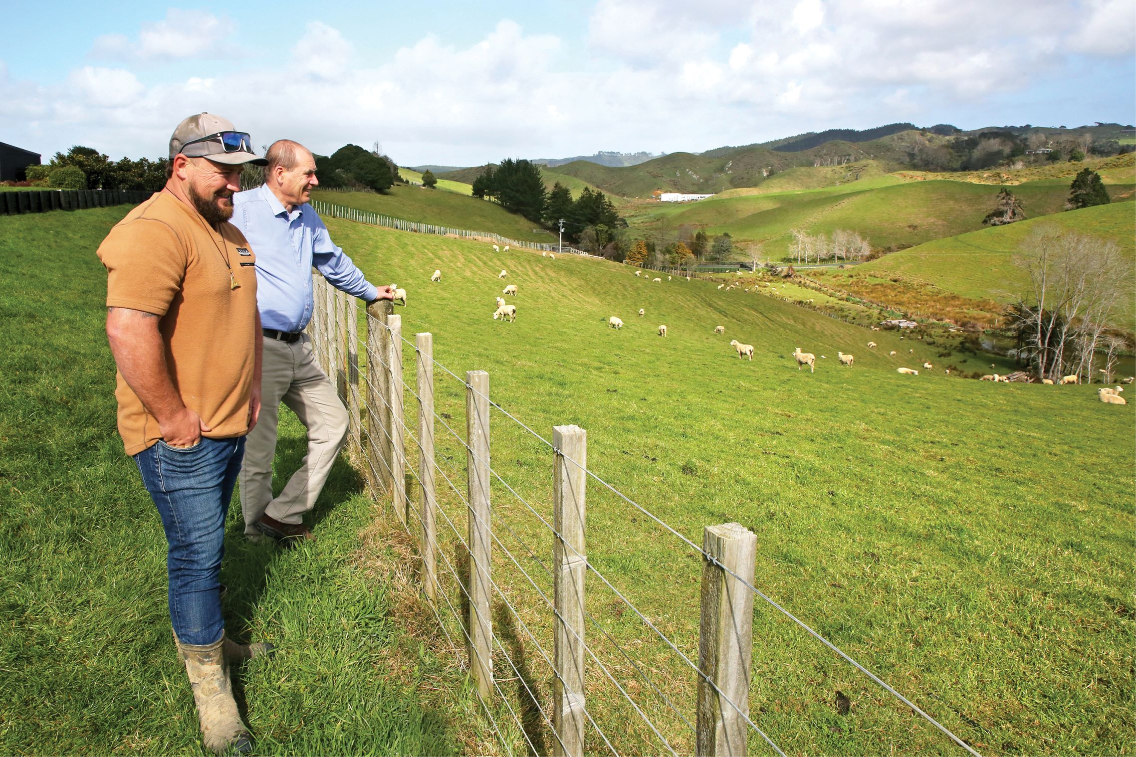 PE_SPR26_Te Akau_Sheep