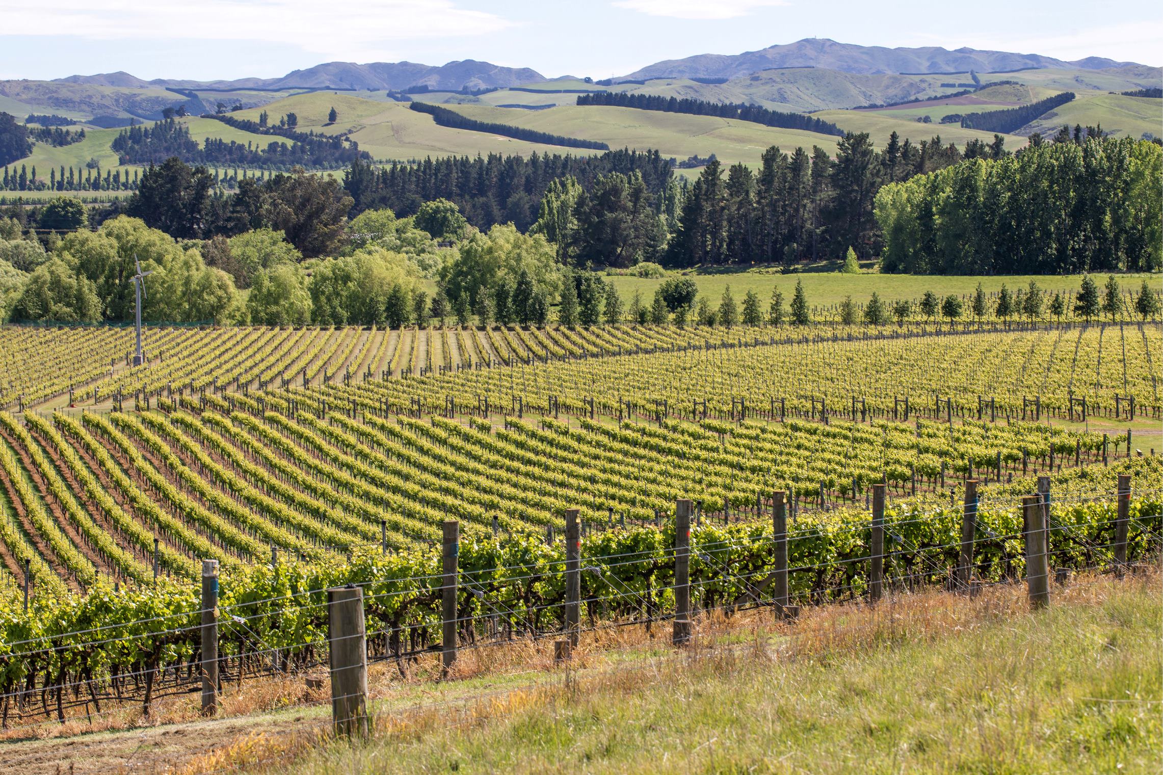 PE_SPR26_Report_Viticulture