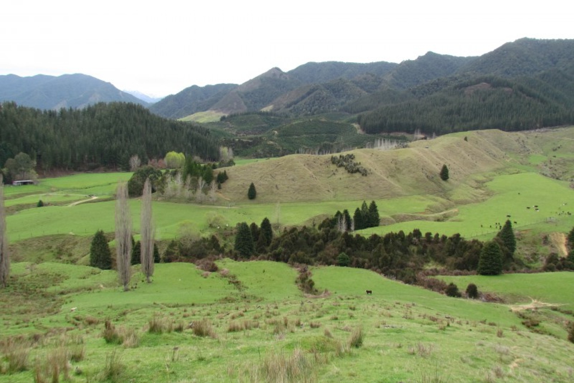 Murchison PGG Wrightson Real Estate