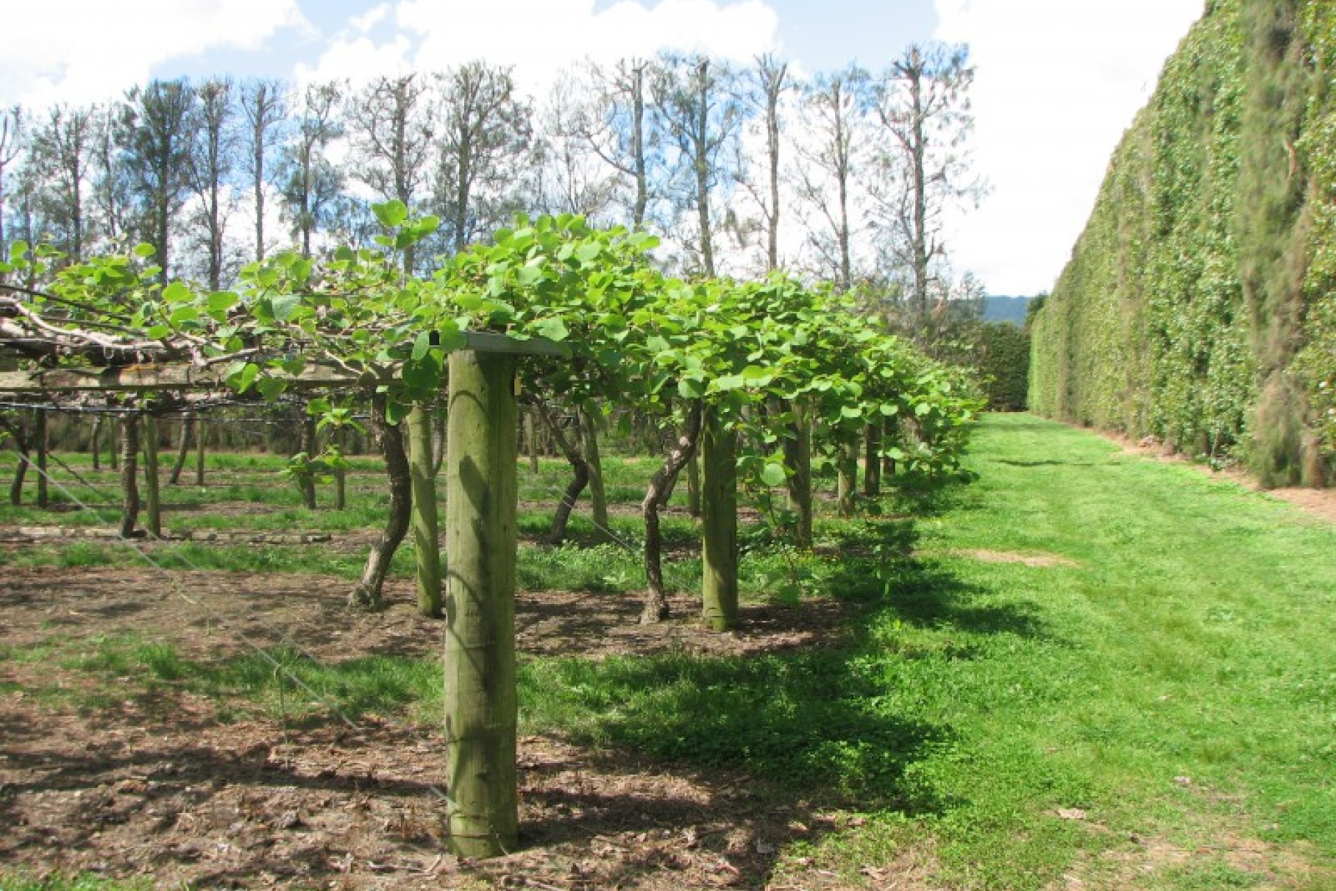 Whakatane Surrounds PGG Wrightson Real Estate