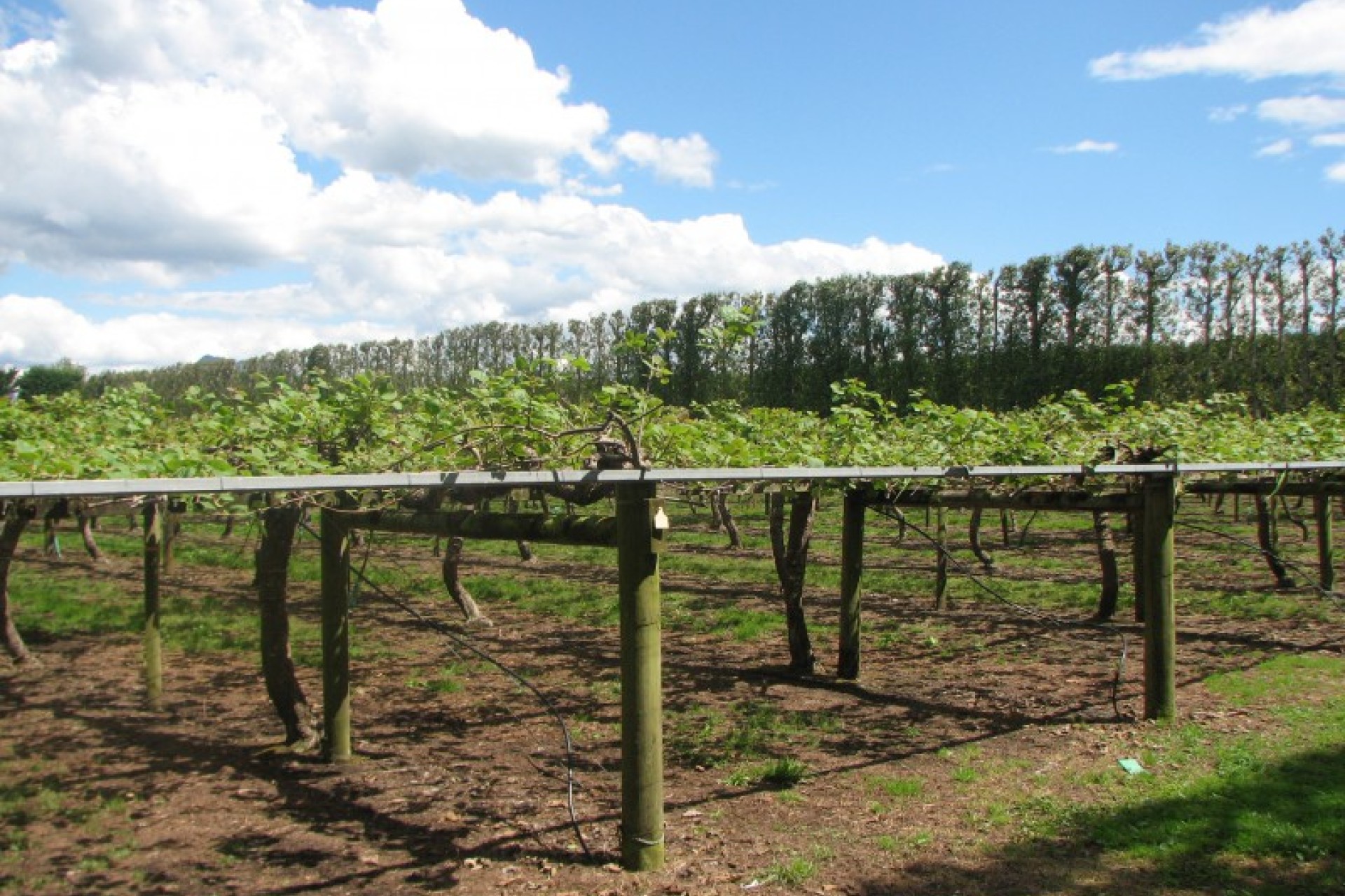 Whakatane Surrounds PGG Wrightson Real Estate