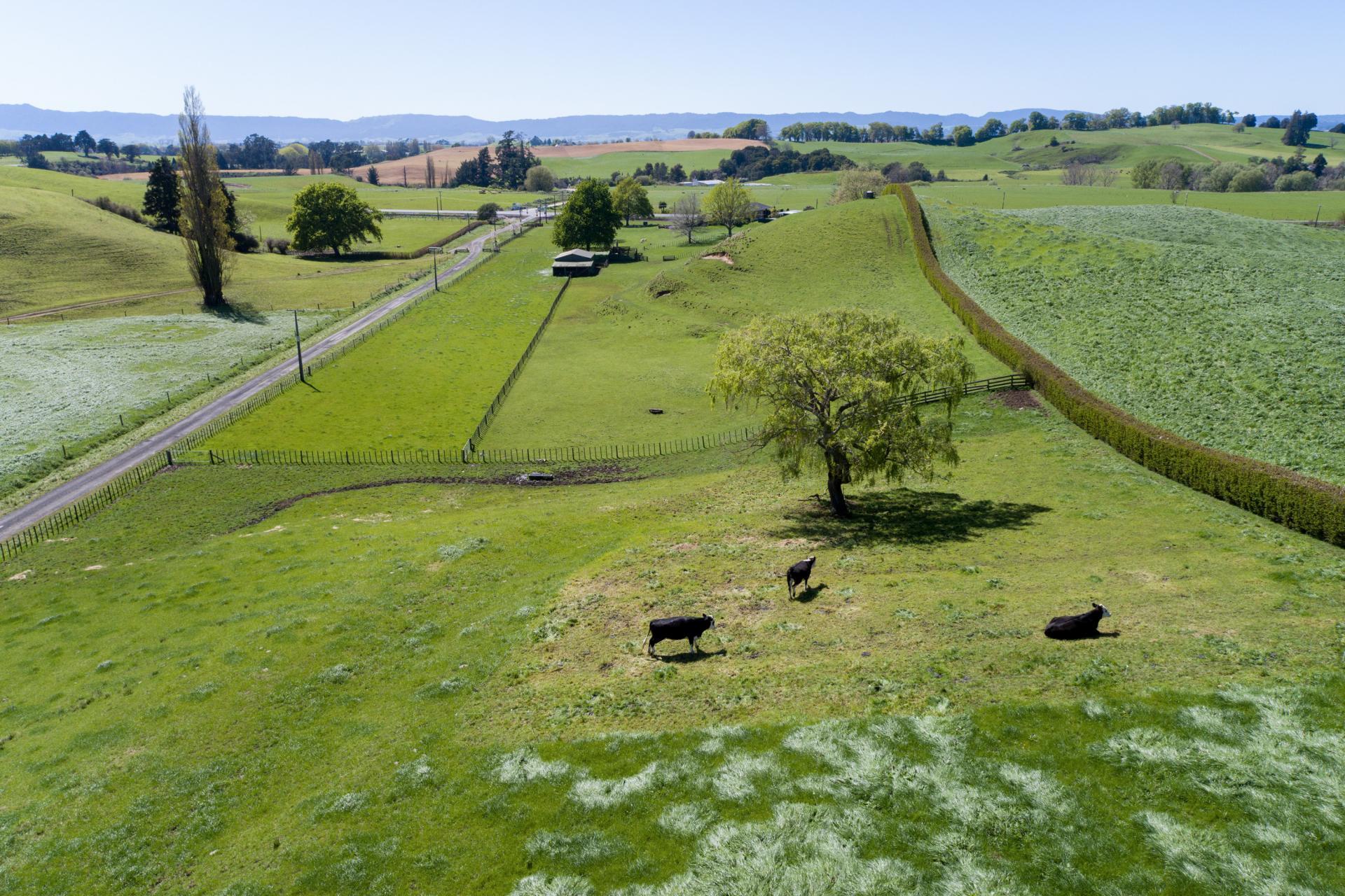 3 MacMillan Road, Tirau