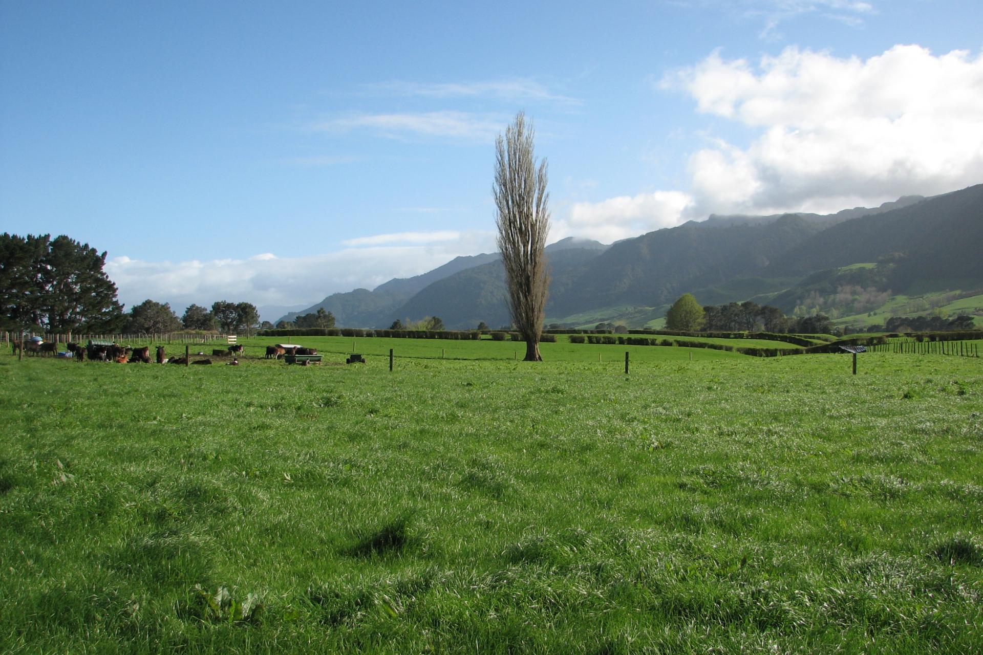 1387 Old Te Aroha Road, Okauia PGG Wrightson Real Estate