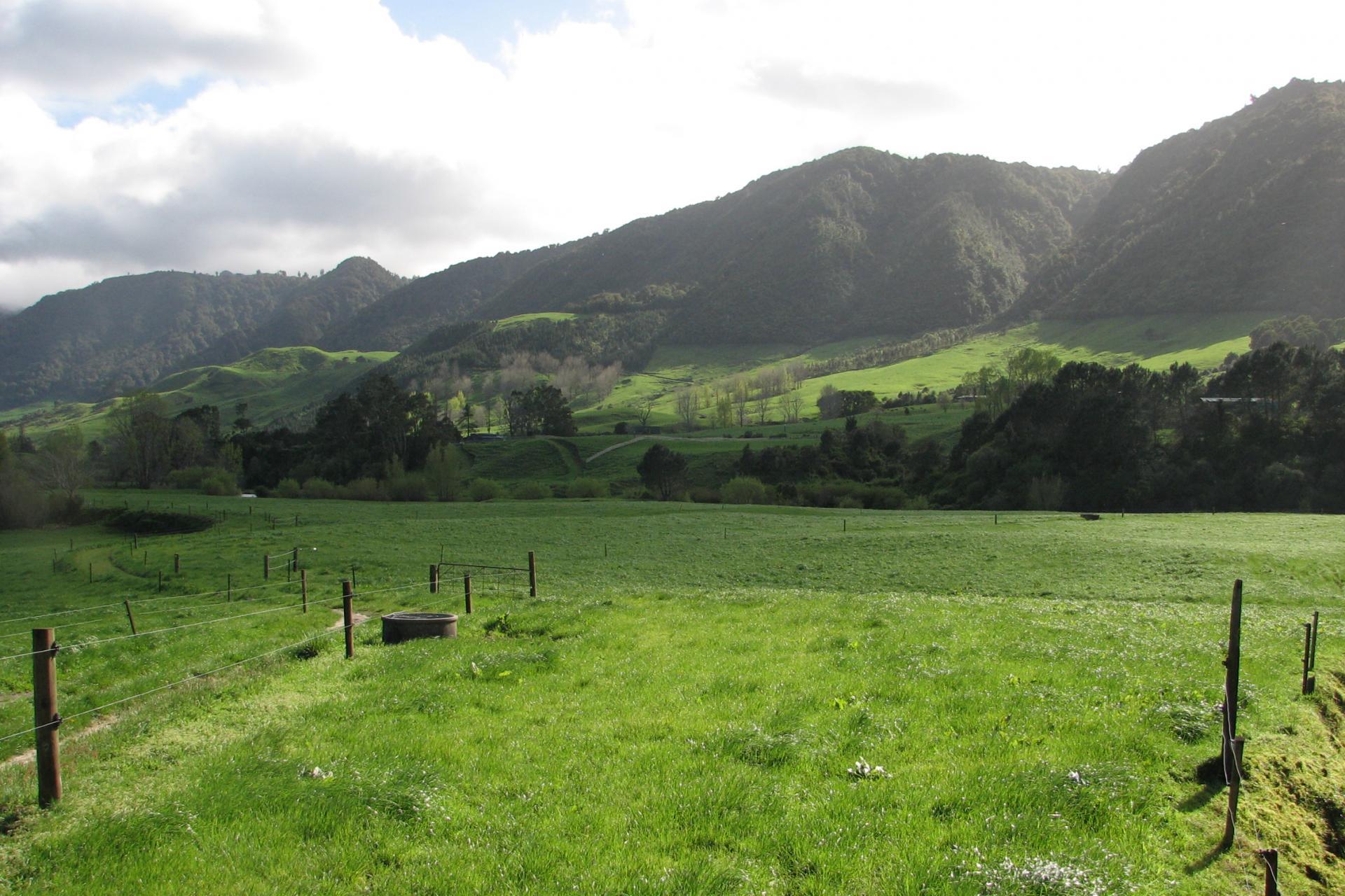 1387 Old Te Aroha Road, Okauia PGG Wrightson Real Estate