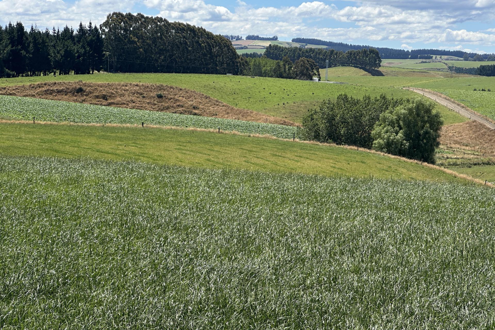 1156 Hillend Road, Hillend PGG Wrightson Real Estate