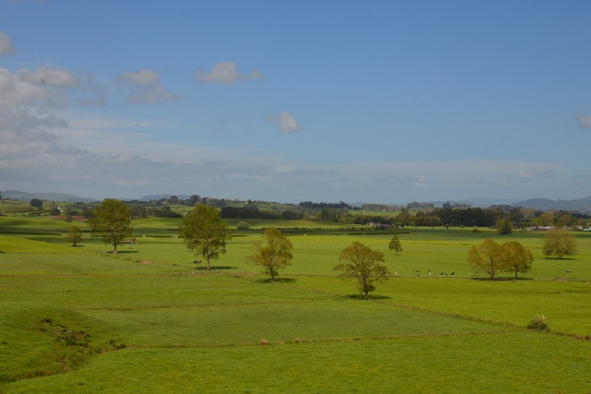 Te Awamutu PGG Wrightson Real Estate