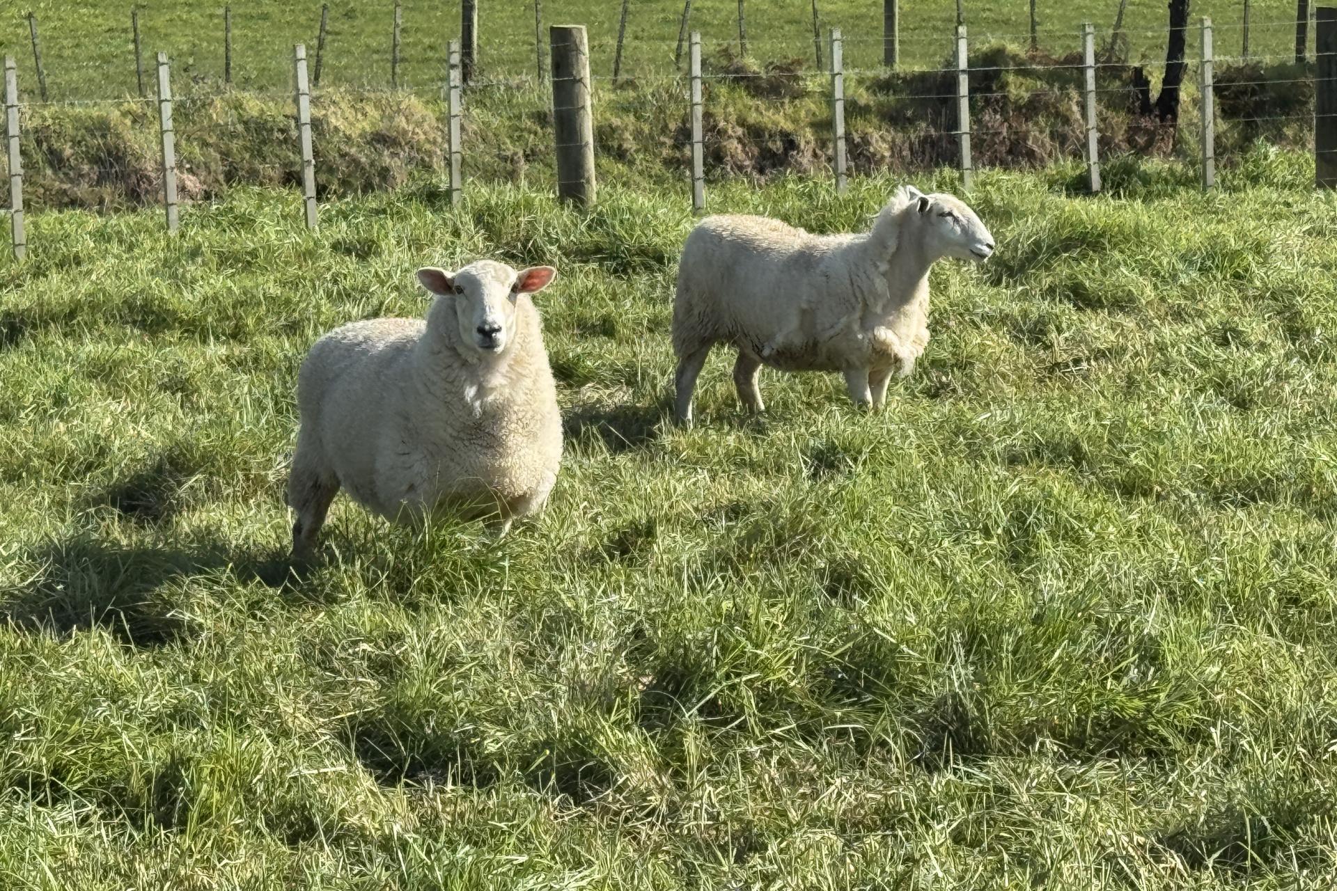 4478 State Highway 12, Dargaville