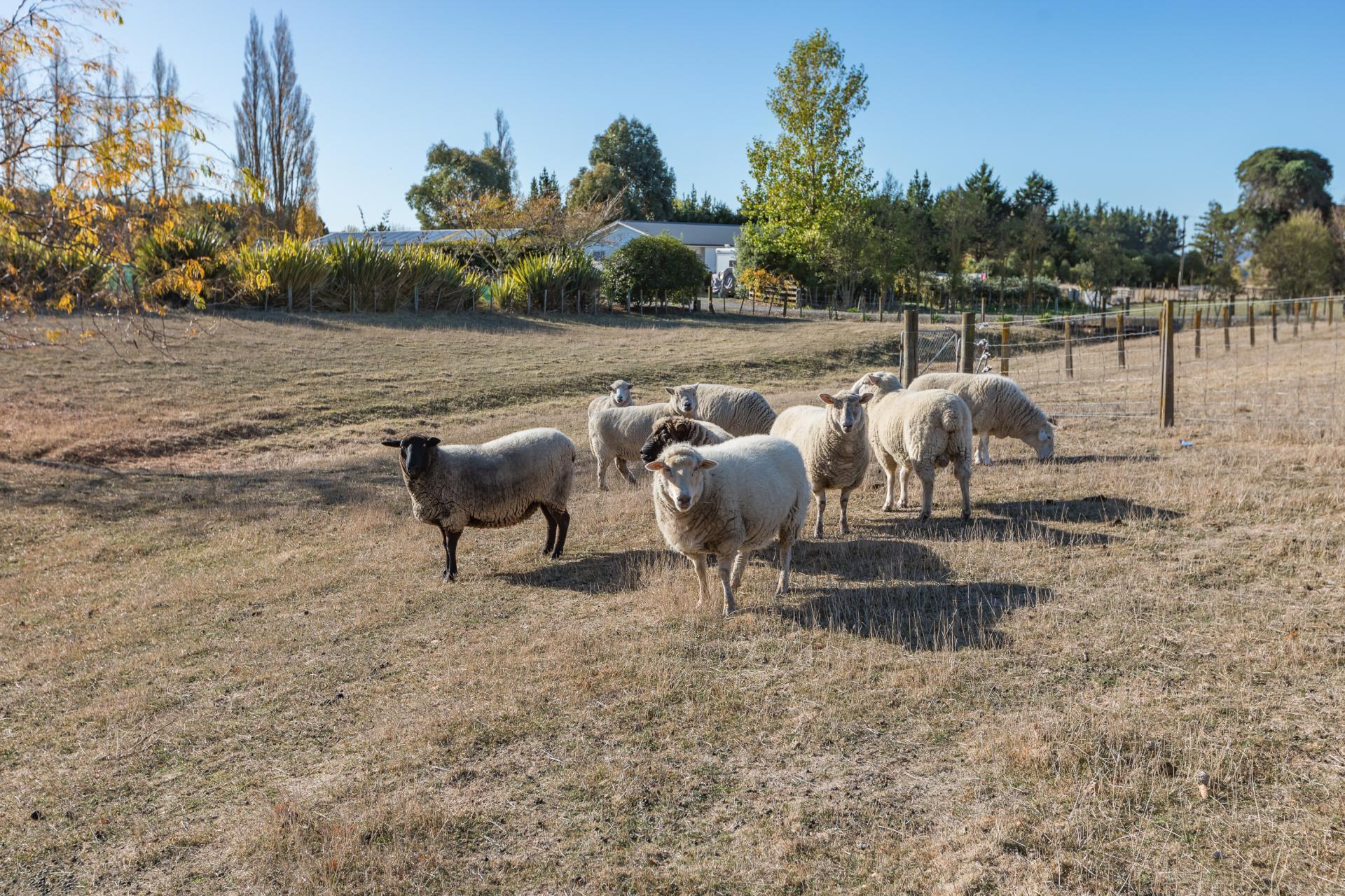 215 Racecourse Road, Waipawa