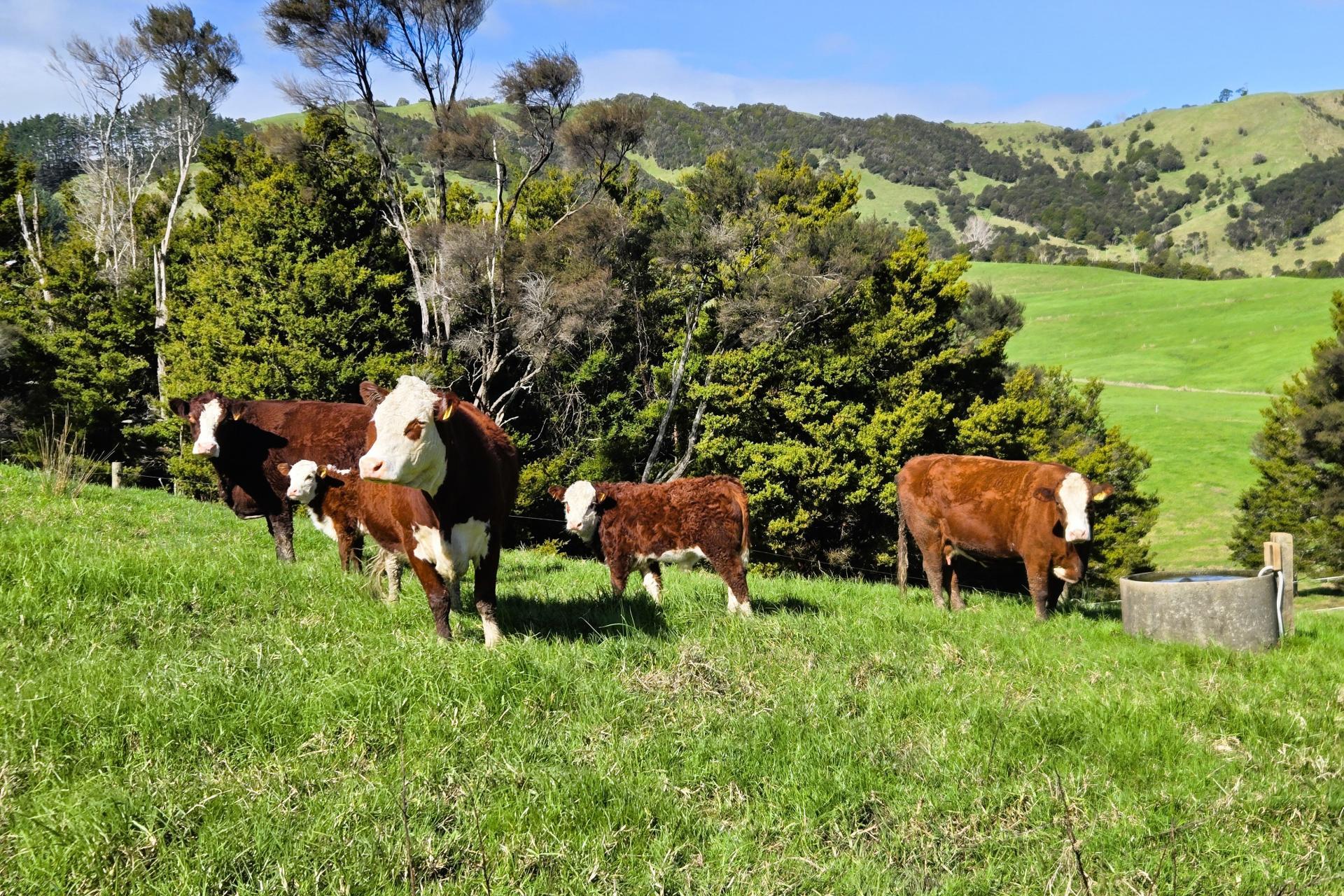 Whakahara Road, Dargaville