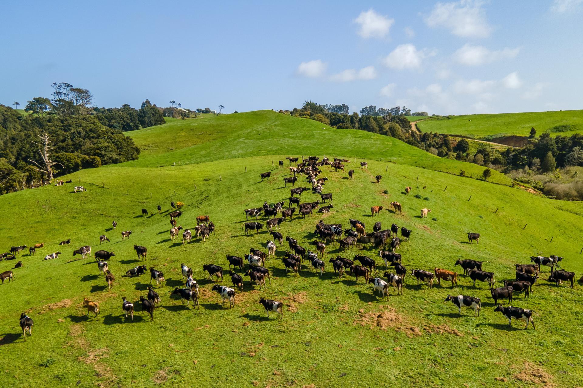 1047 Awhitu Road, Waiuku