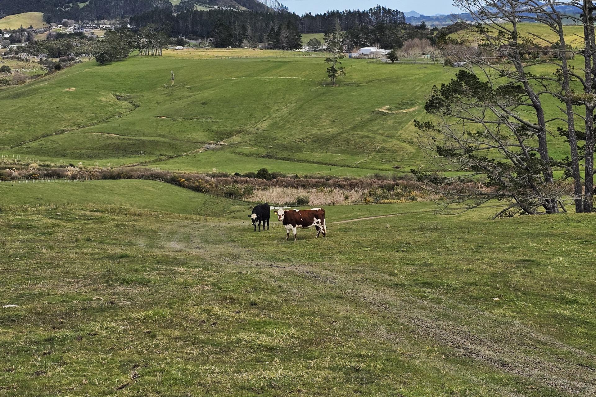 113C Marua Road, Hikurangi