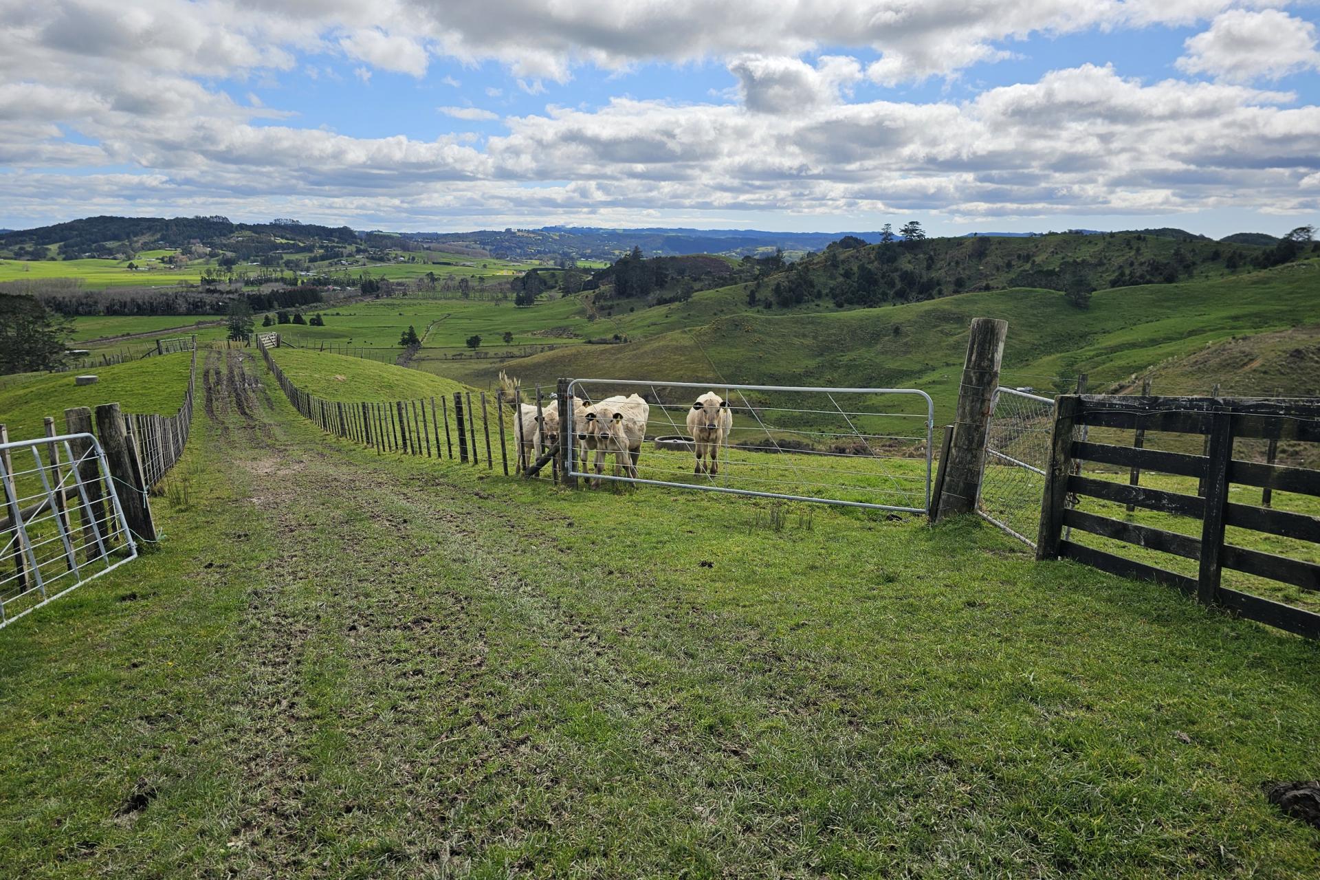 113C Marua Road, Hikurangi