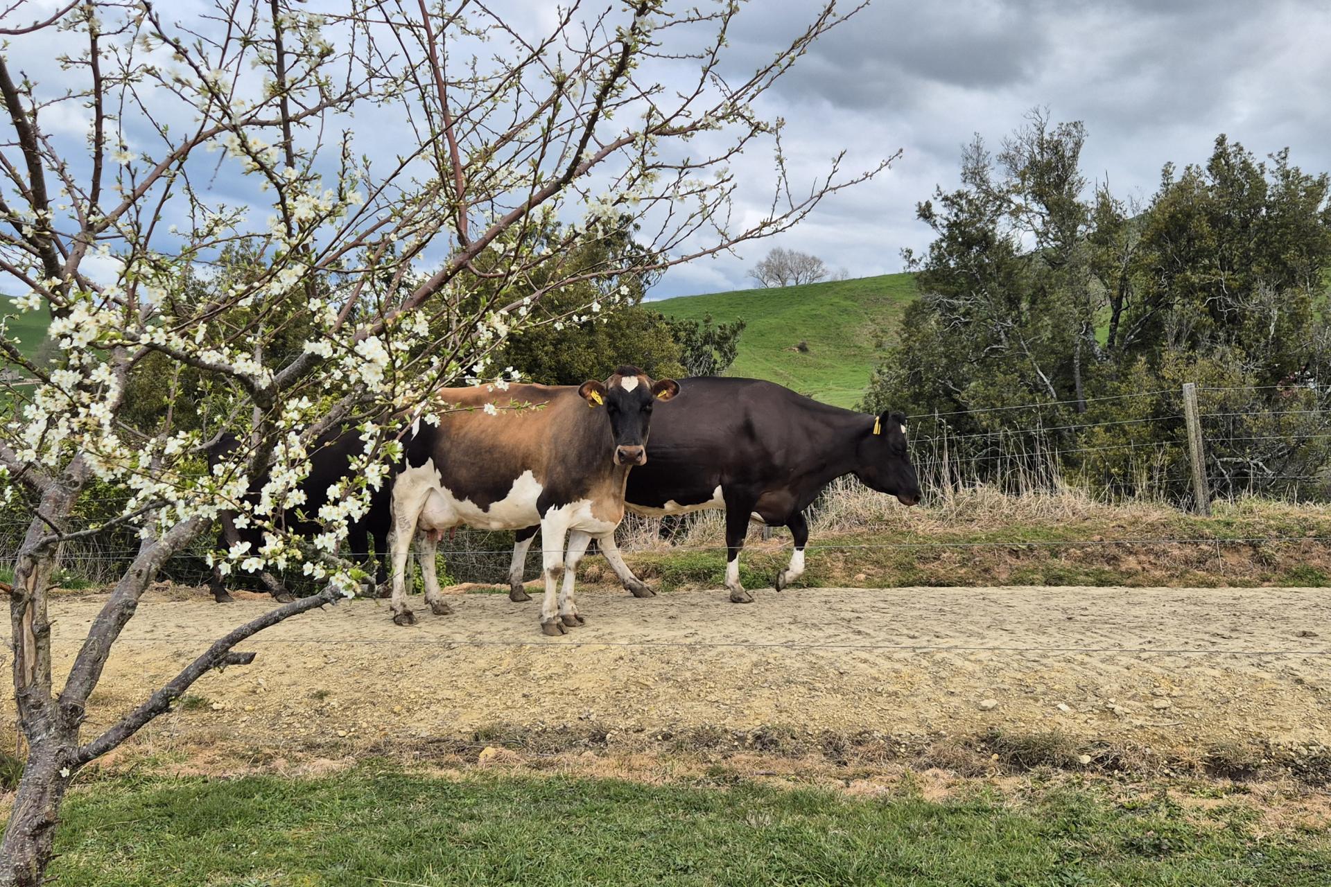 66 Pahihi Road, Tirau