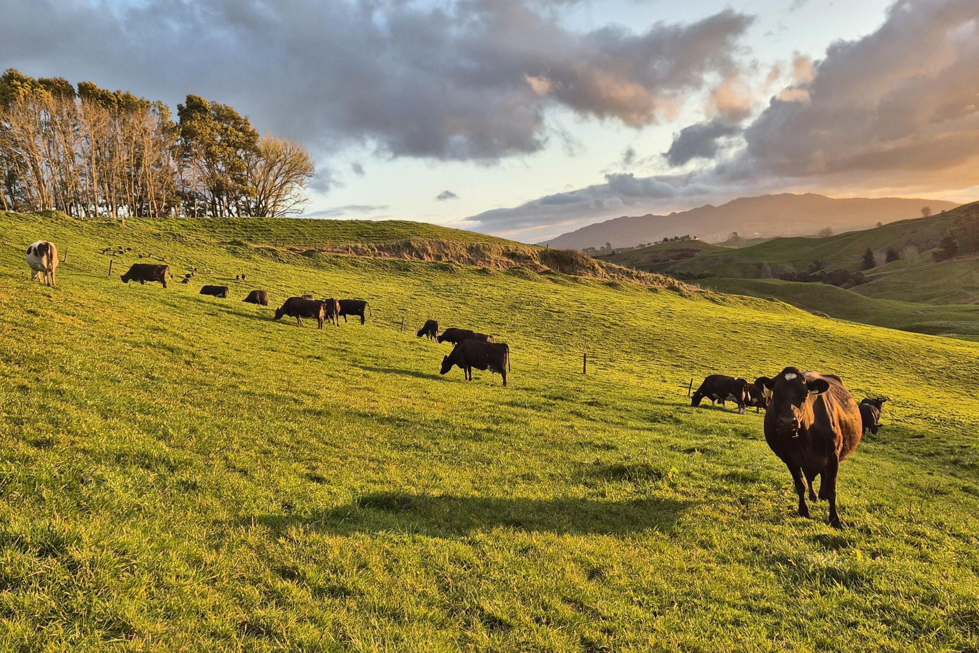 66 Pahihi Road, Tirau