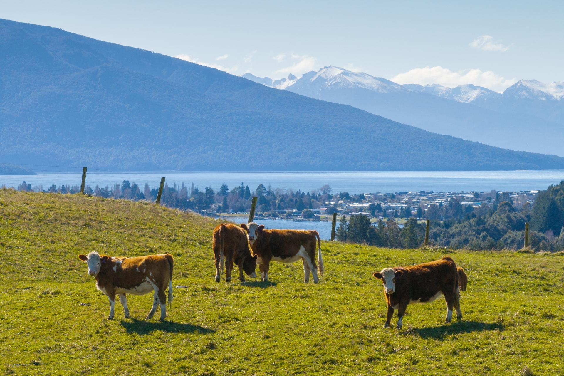 66 Forest Burn Lane, Te Anau