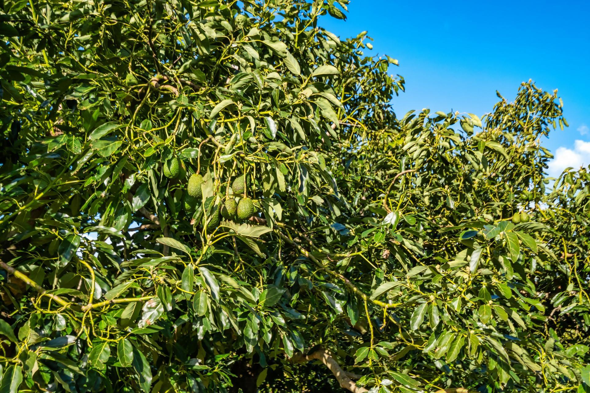 237B Busby Road, Katikati