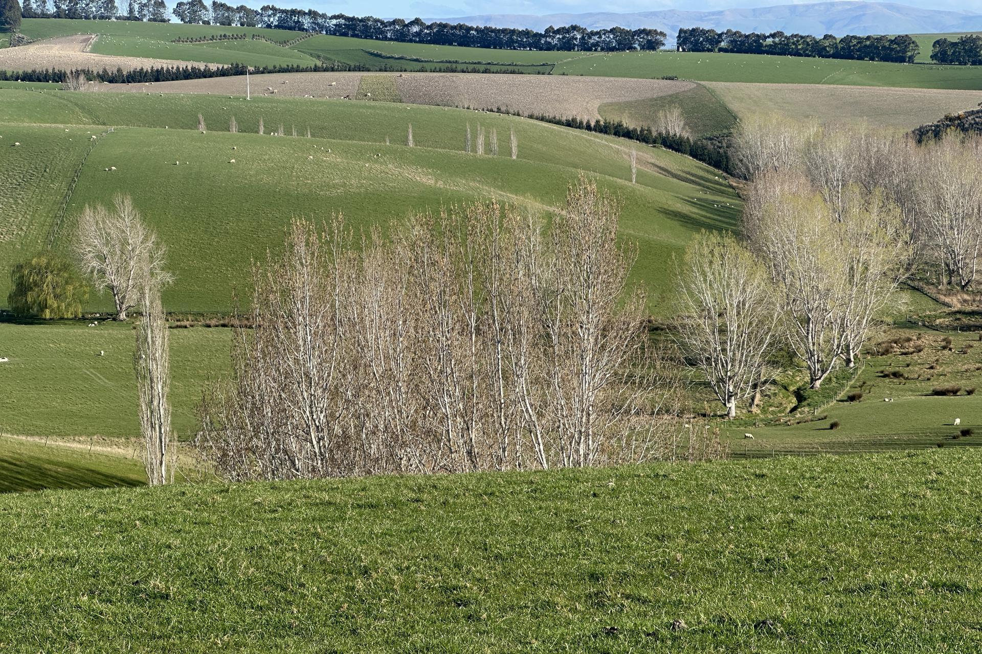 446 Skinner Road, Puketi