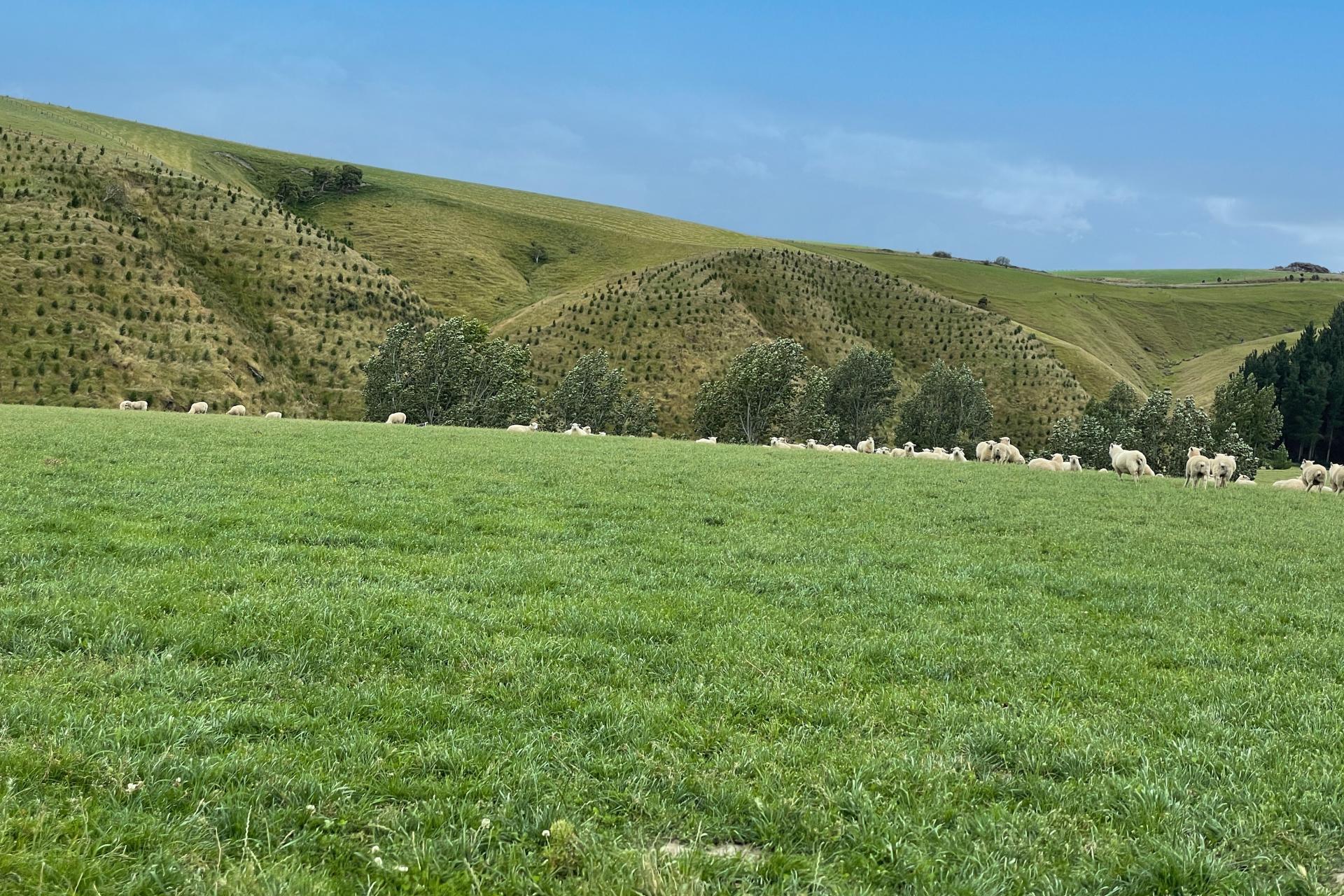 446 Skinner Road, Puketi