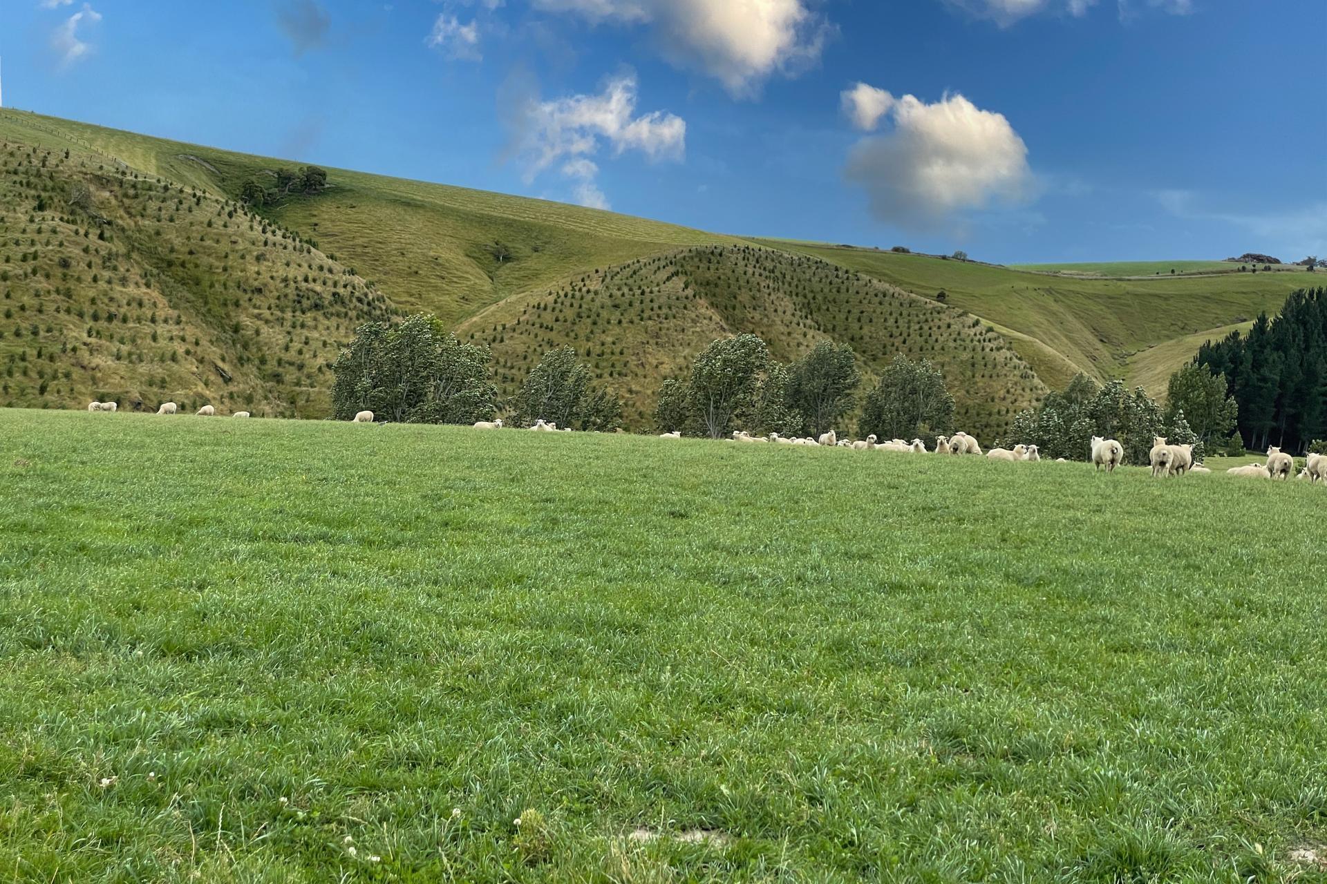 446 Skinner Road, Puketi