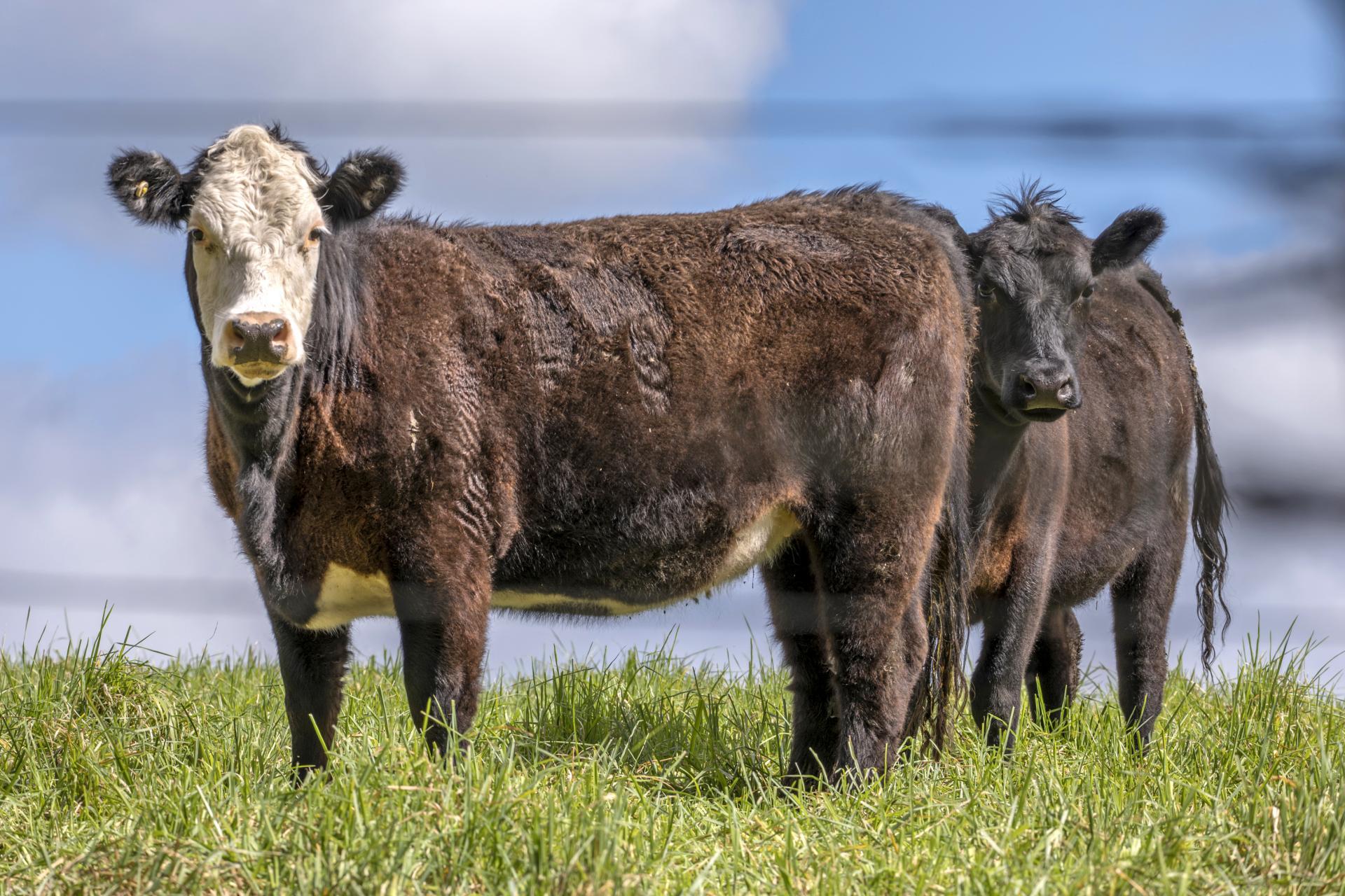93 Hawarden Waikari Road, Waikari