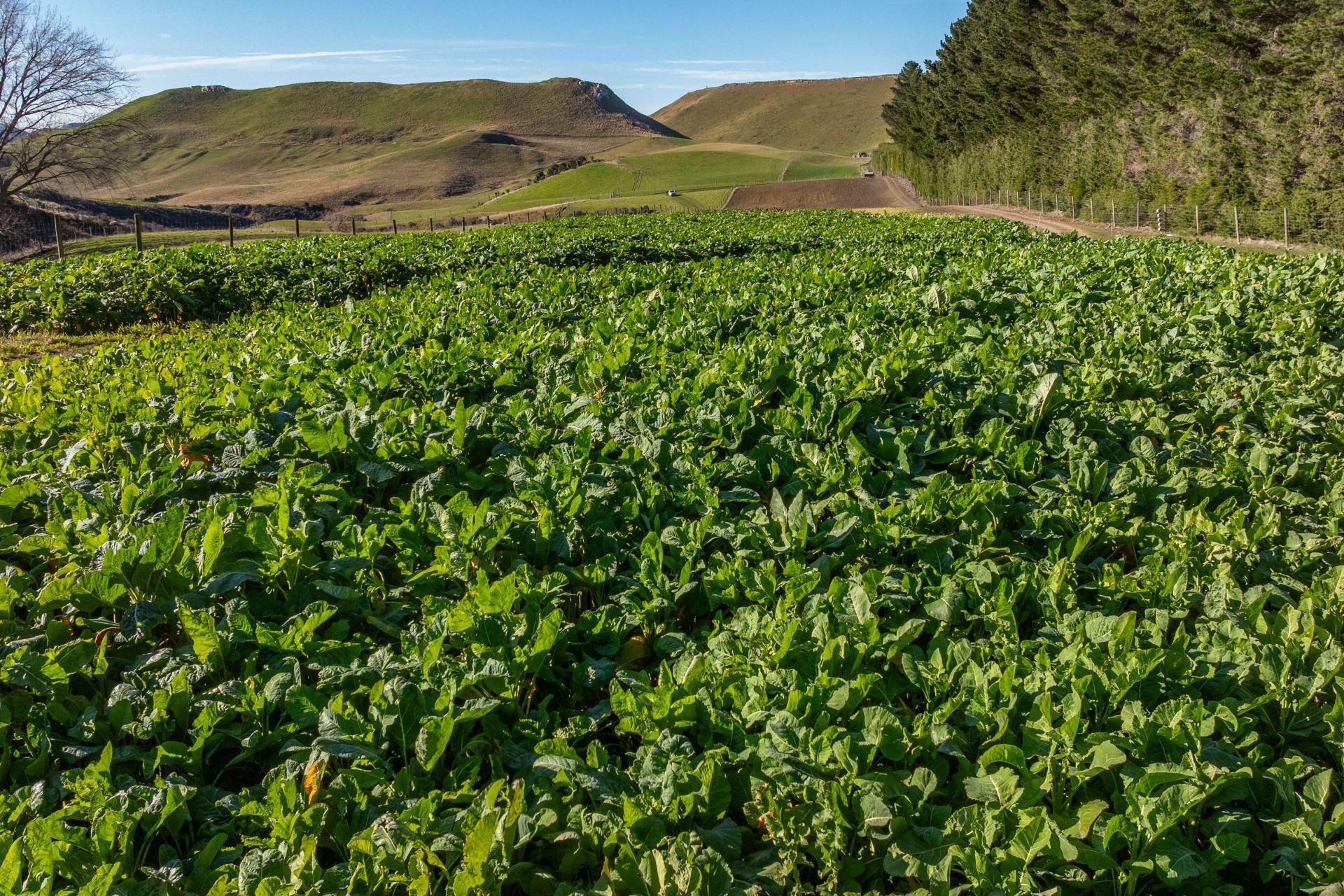 530 Weka Pass Road, Weka Pass