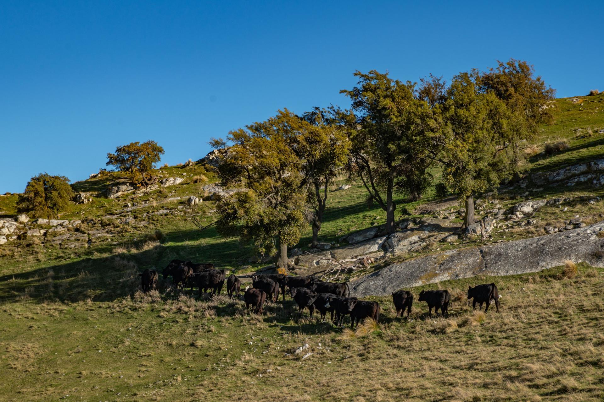 530 Weka Pass Road, Weka Pass