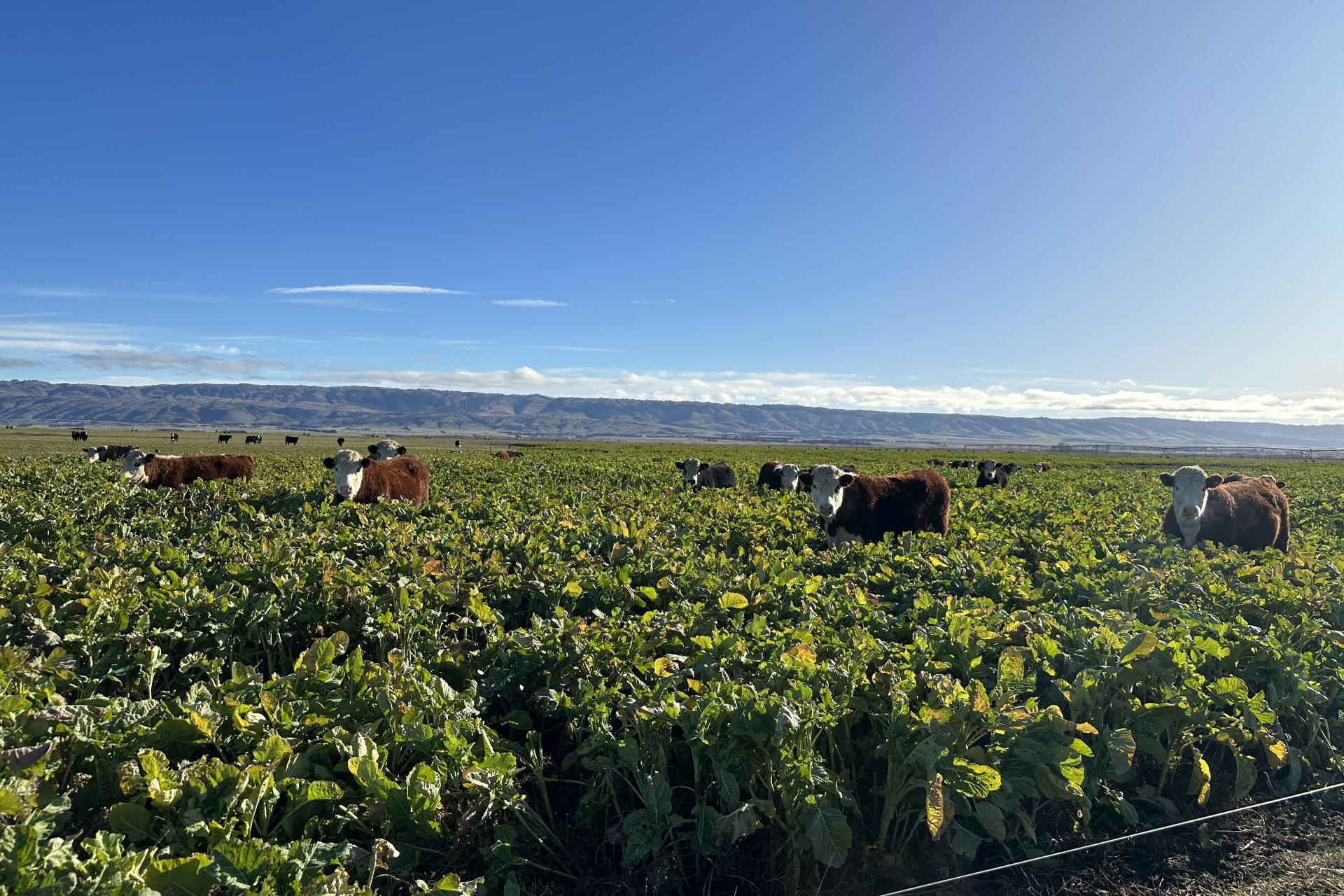 1586 Maniototo Road, Patearoa