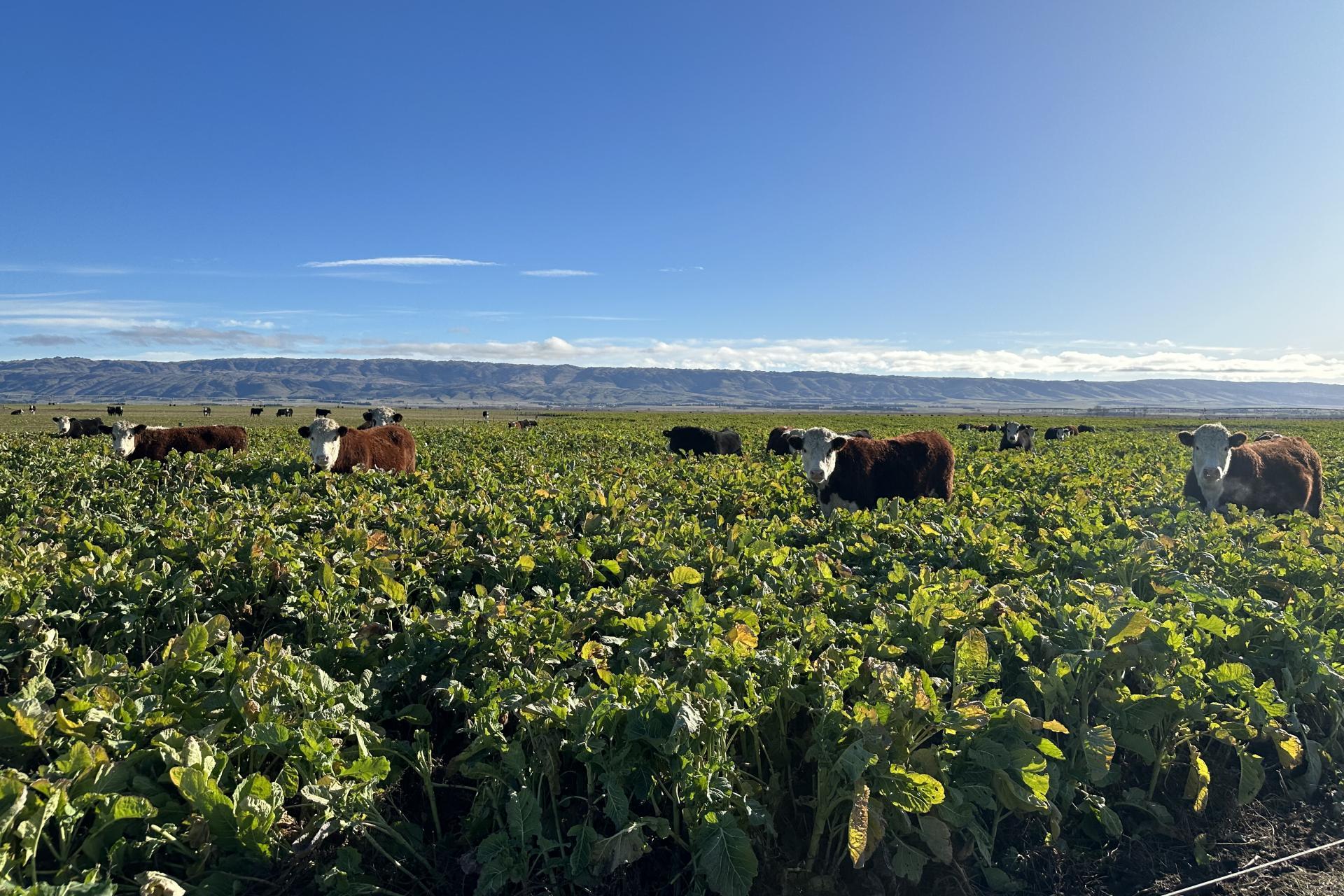 1586 Maniototo Road, Patearoa