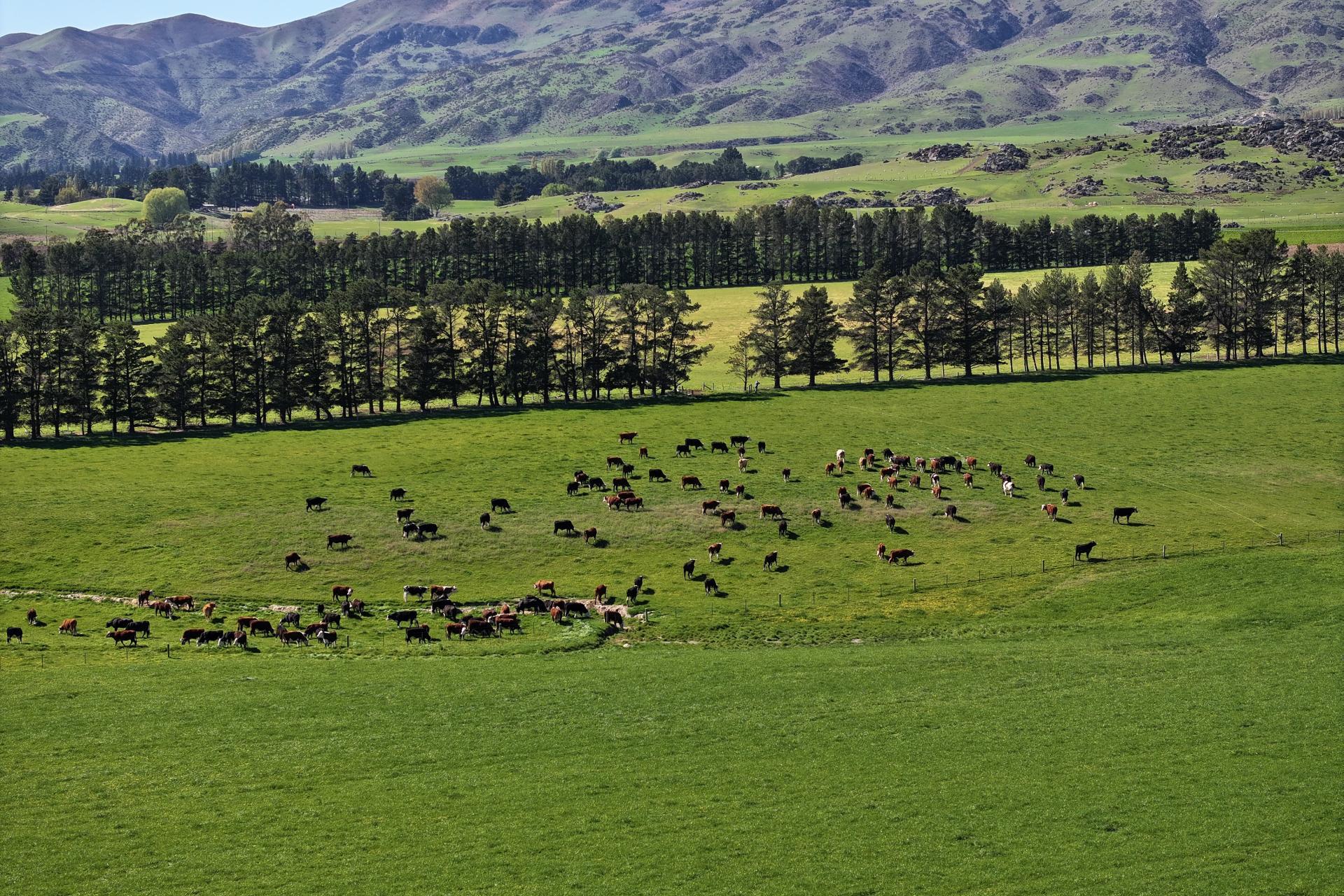 315 and 1564 Patearoa Ranfurly Road, Patearoa