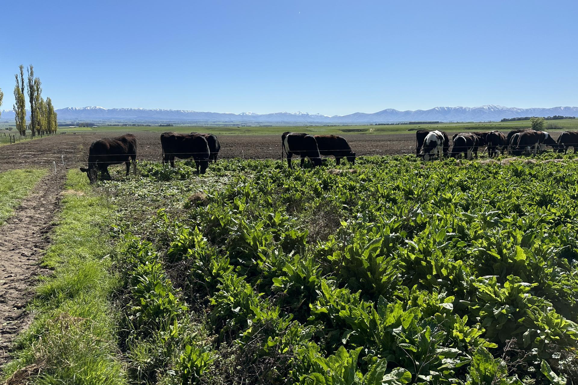 315 and 1564 Patearoa Ranfurly Road, Patearoa