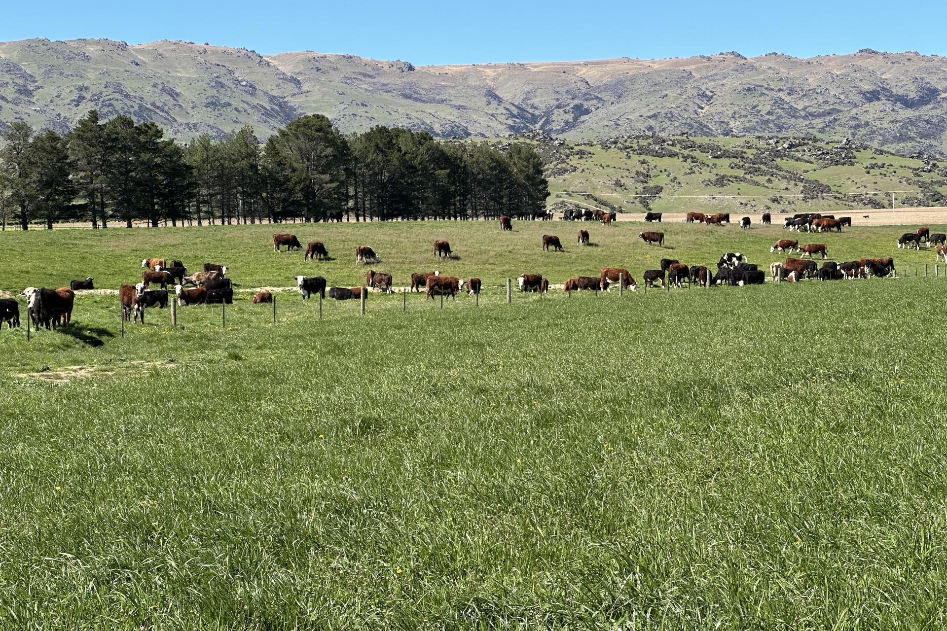 315 and 1564 Patearoa Ranfurly Road, Patearoa