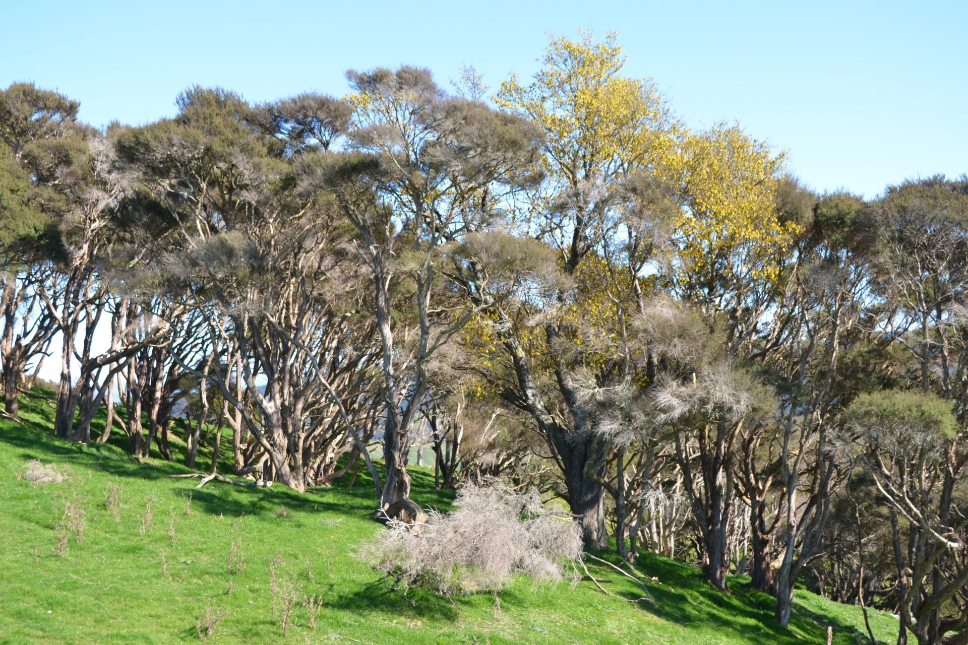 Mangapurupuru Road, Bideford