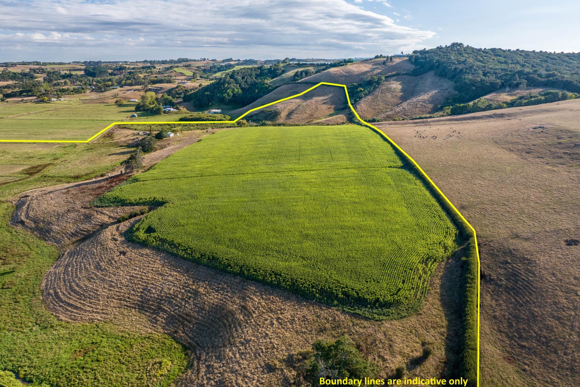 229 Wily Road, Puni
