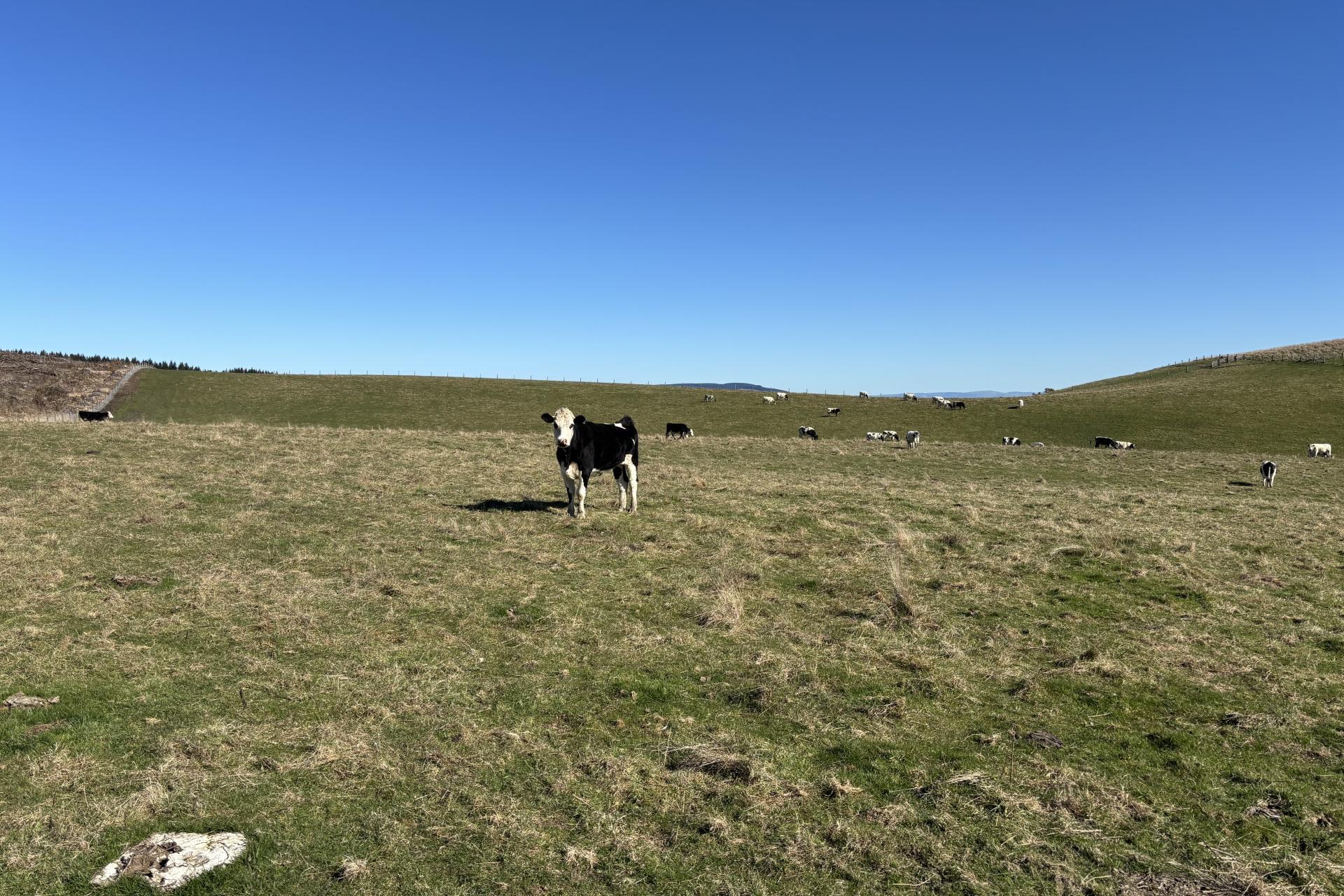 Waihola Highway, Milburn