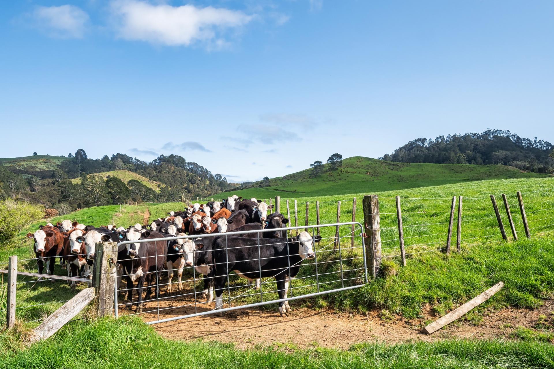 35 Canon Road, Katikati