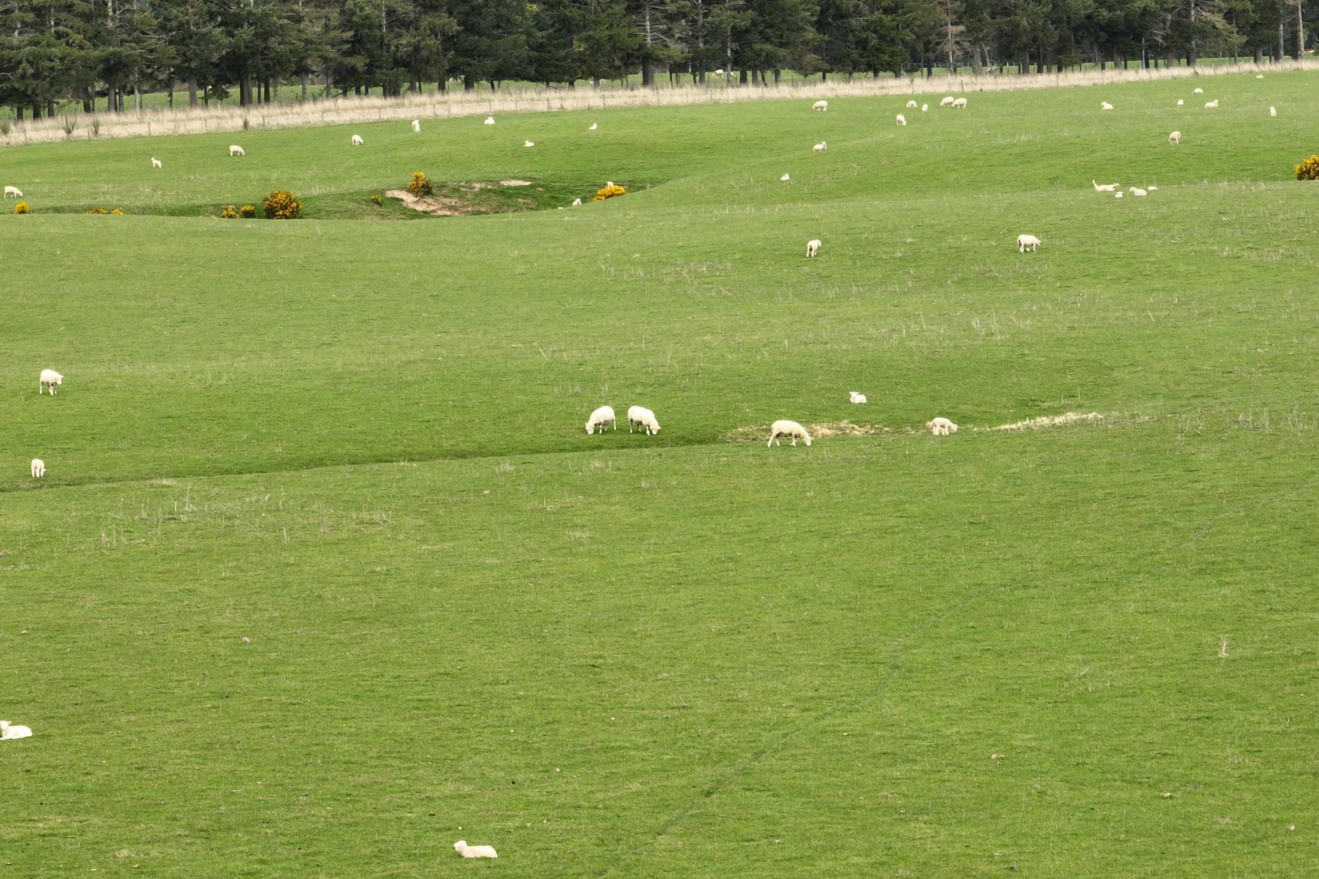 267 (Farm) Wehenga Road, Hindon