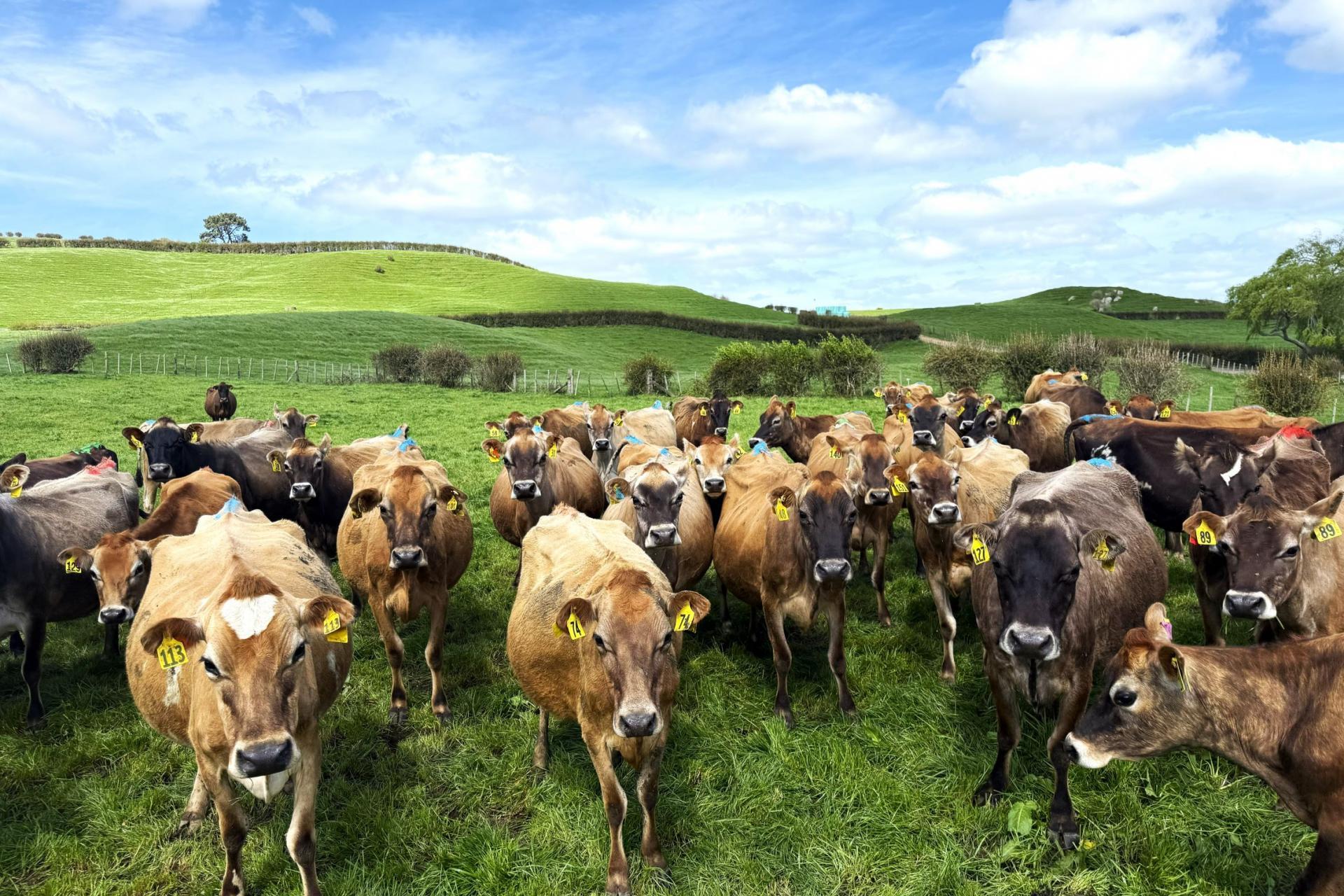 5325A State Highway 29, Matamata
