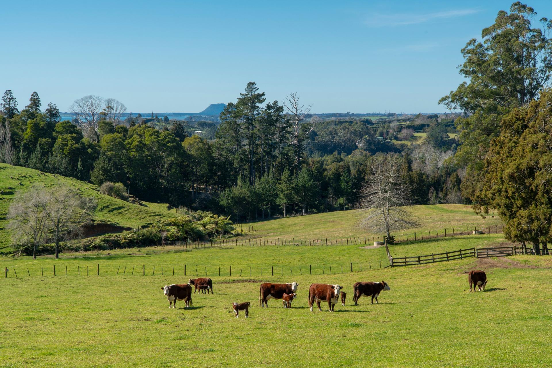 353 Lockington Road, Aongatete