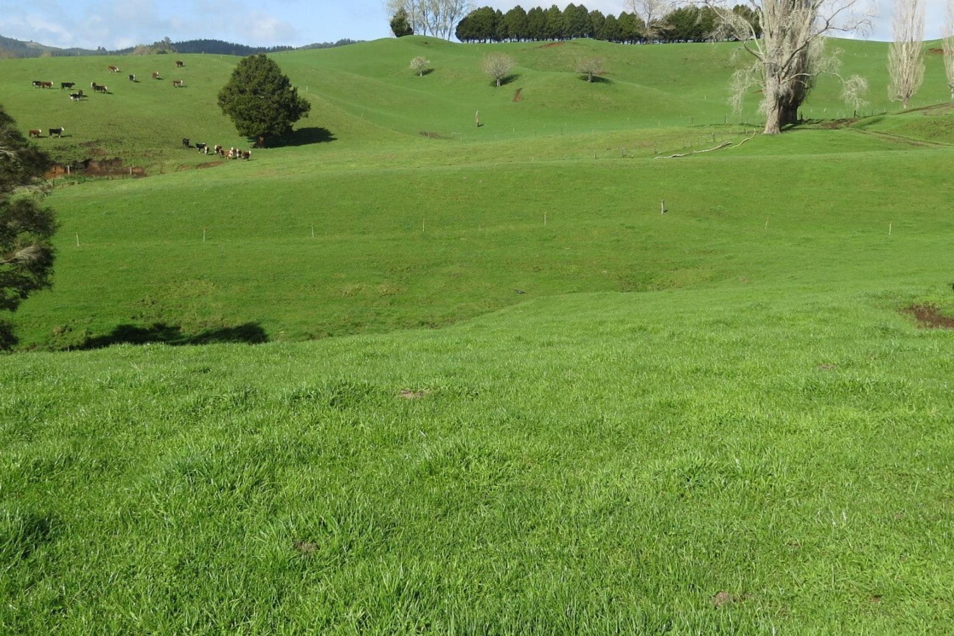1891 Ohura Mokau Road, Piopio