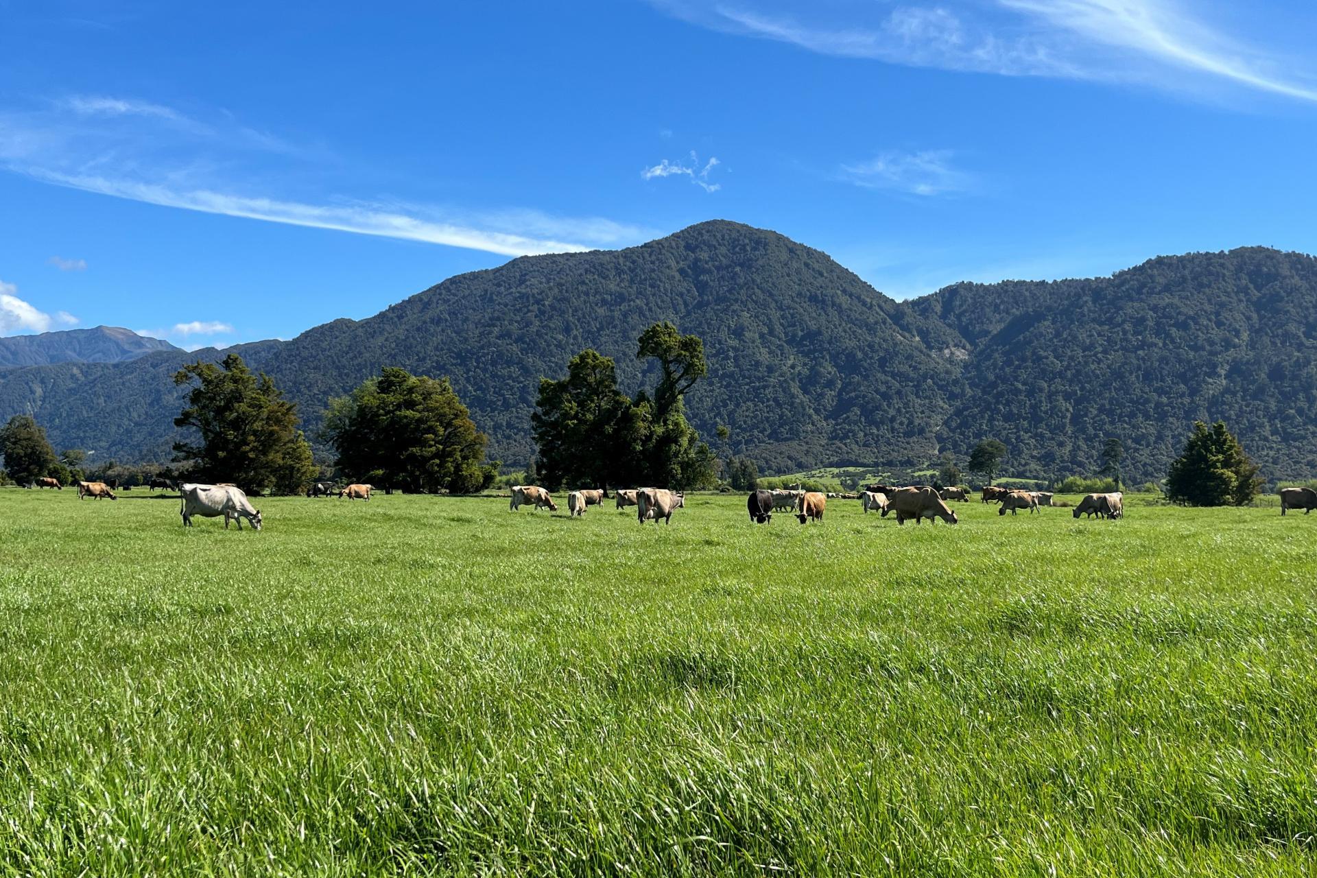 694-778 Waitaha Road, Kakapotahi