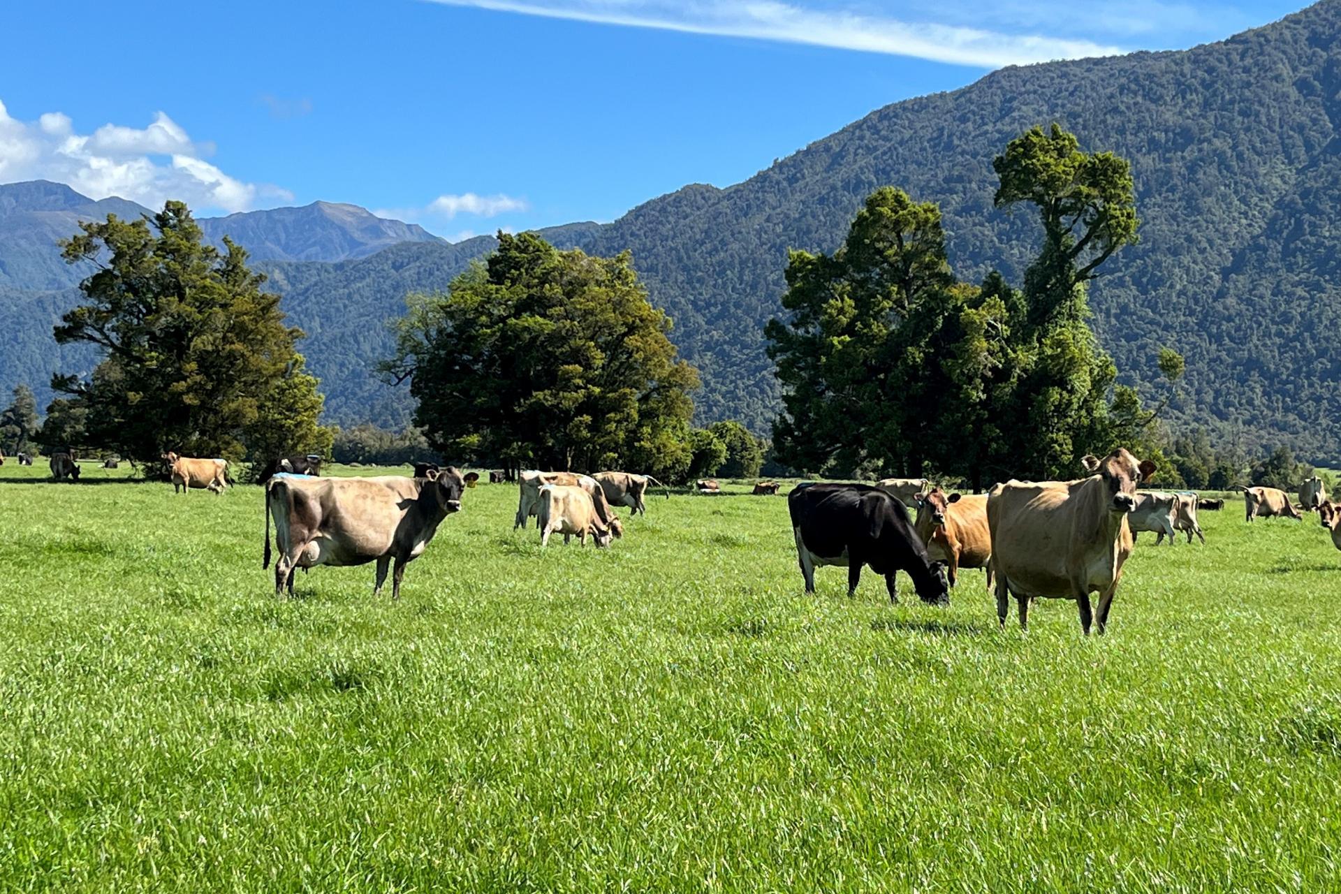 694-778 Waitaha Road, Kakapotahi